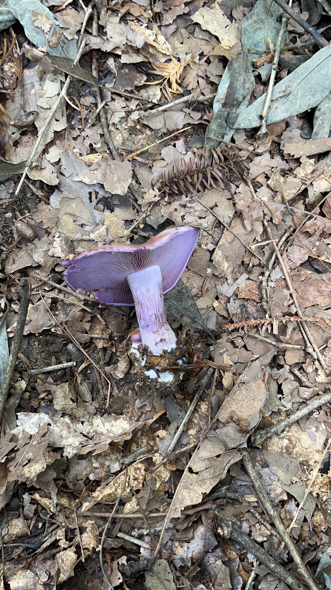 黏丝膜菌属