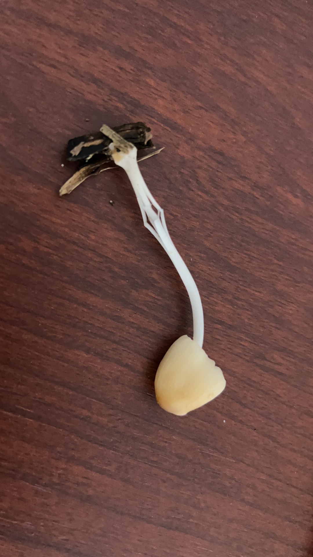 标本照片