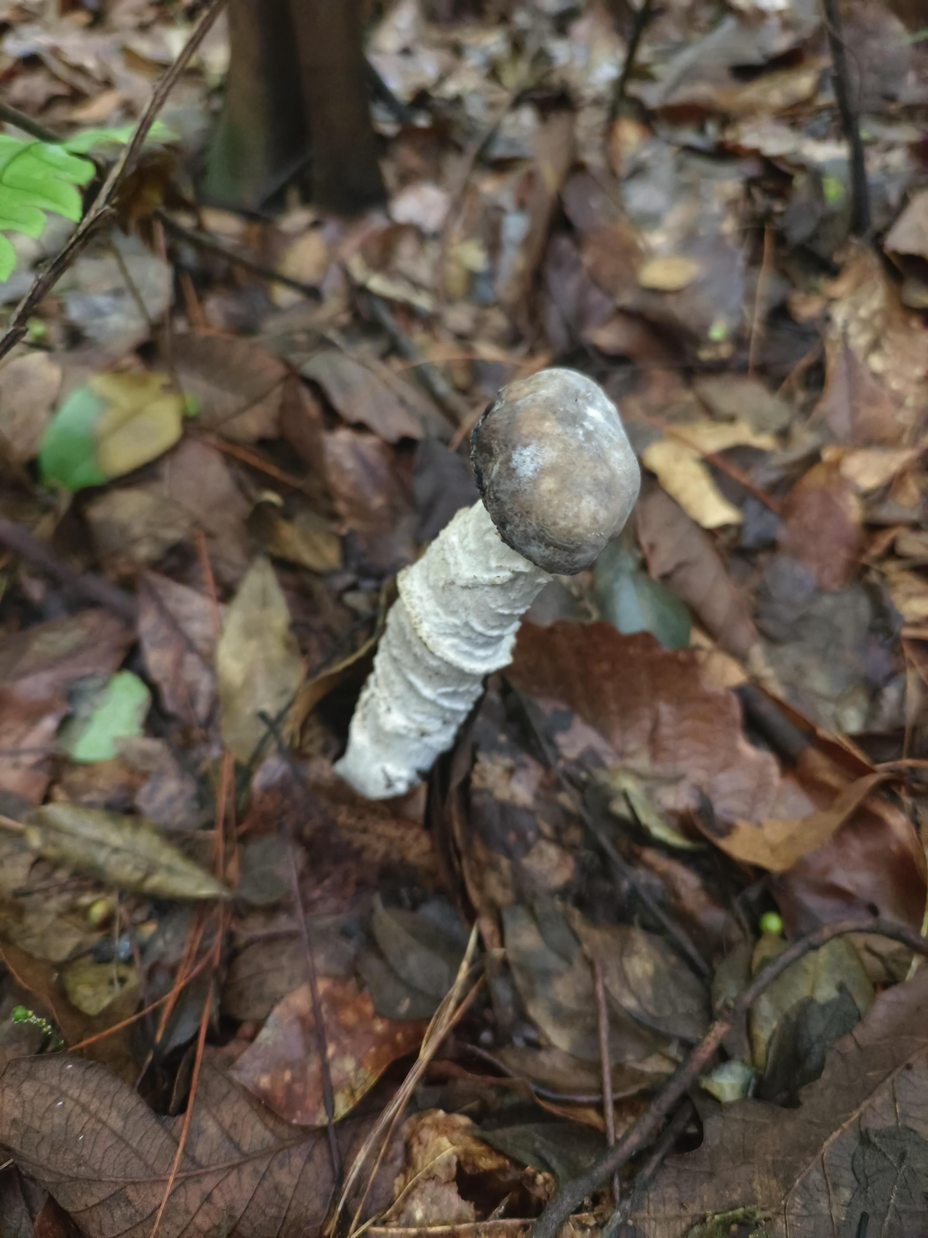 菌寄生属真菌
