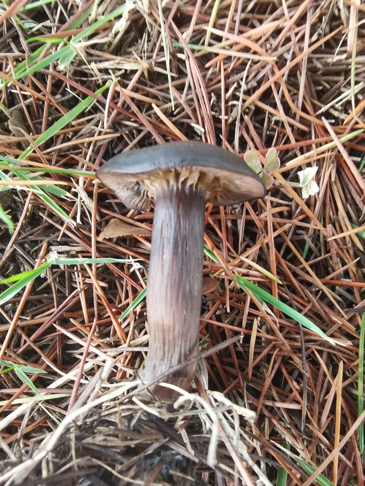 标本照片