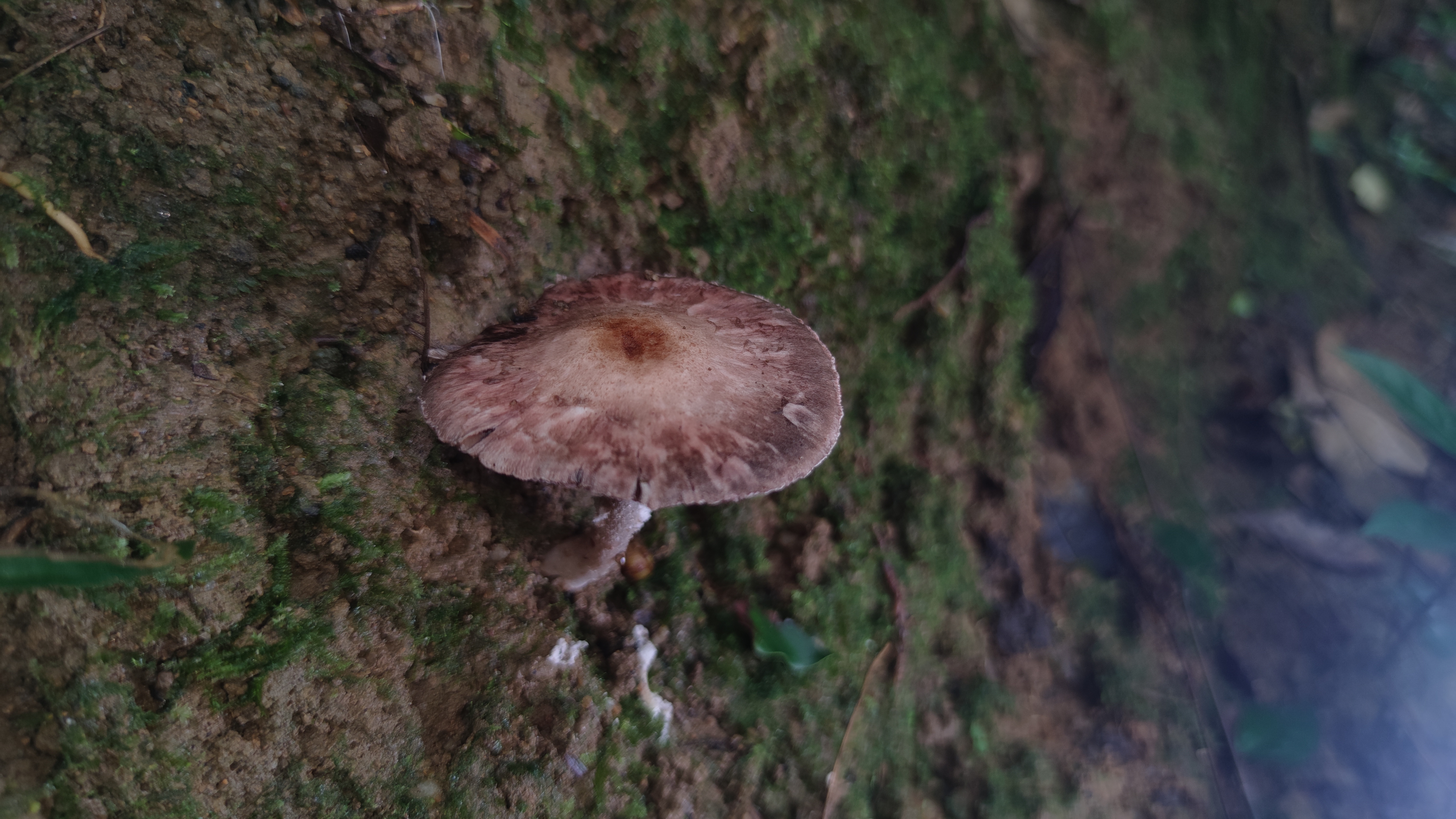 Agaricus sp. nov.