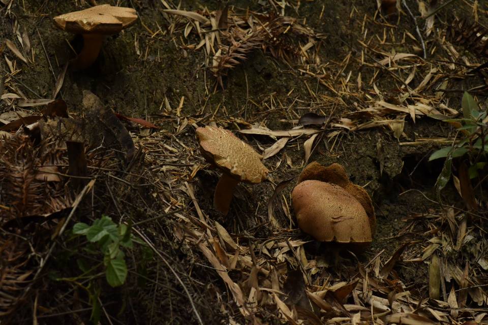隐纹条孢牛肝菌