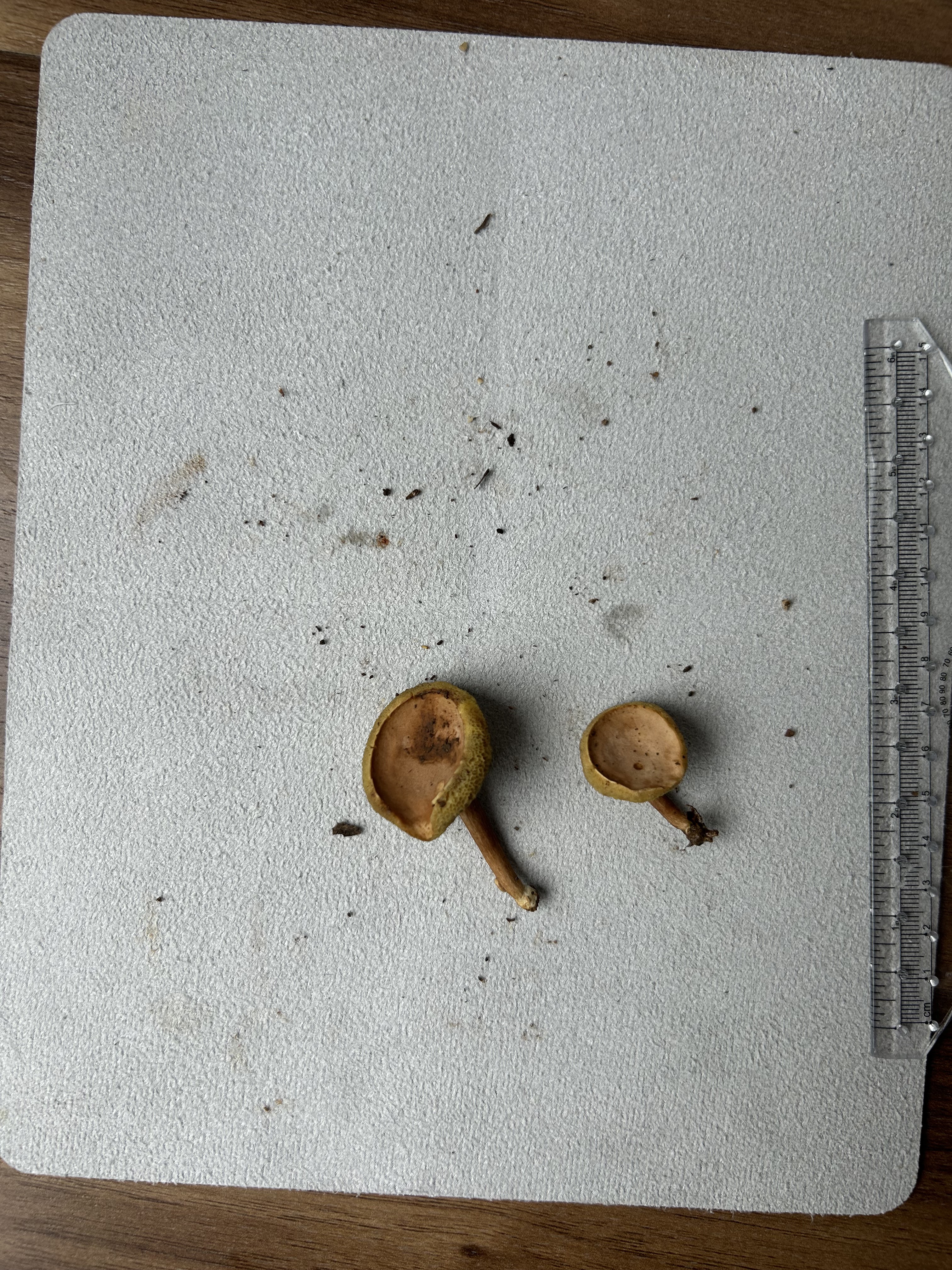 近小果绒盖牛肝菌 暂定