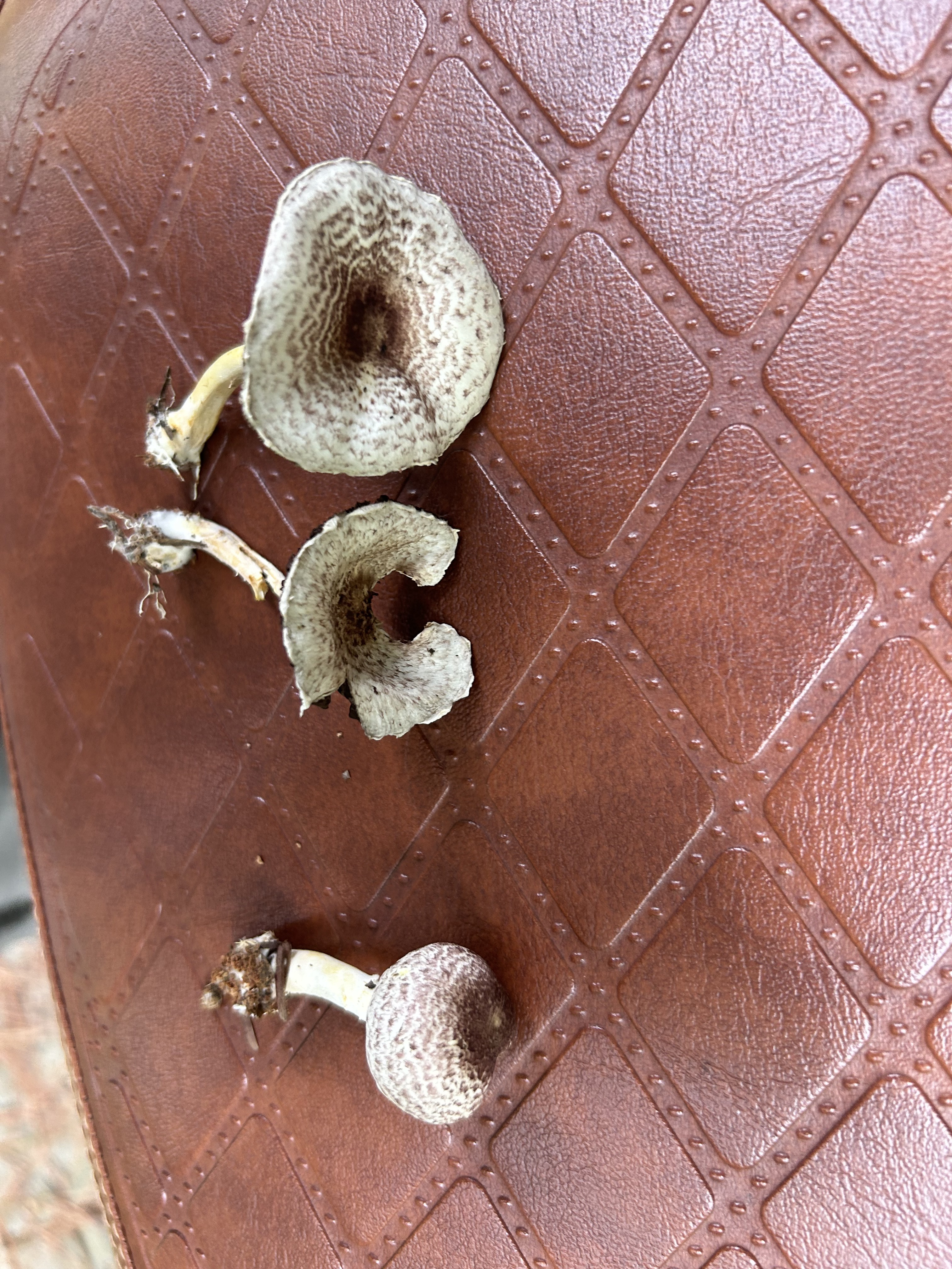 玲珑紫蘑菇