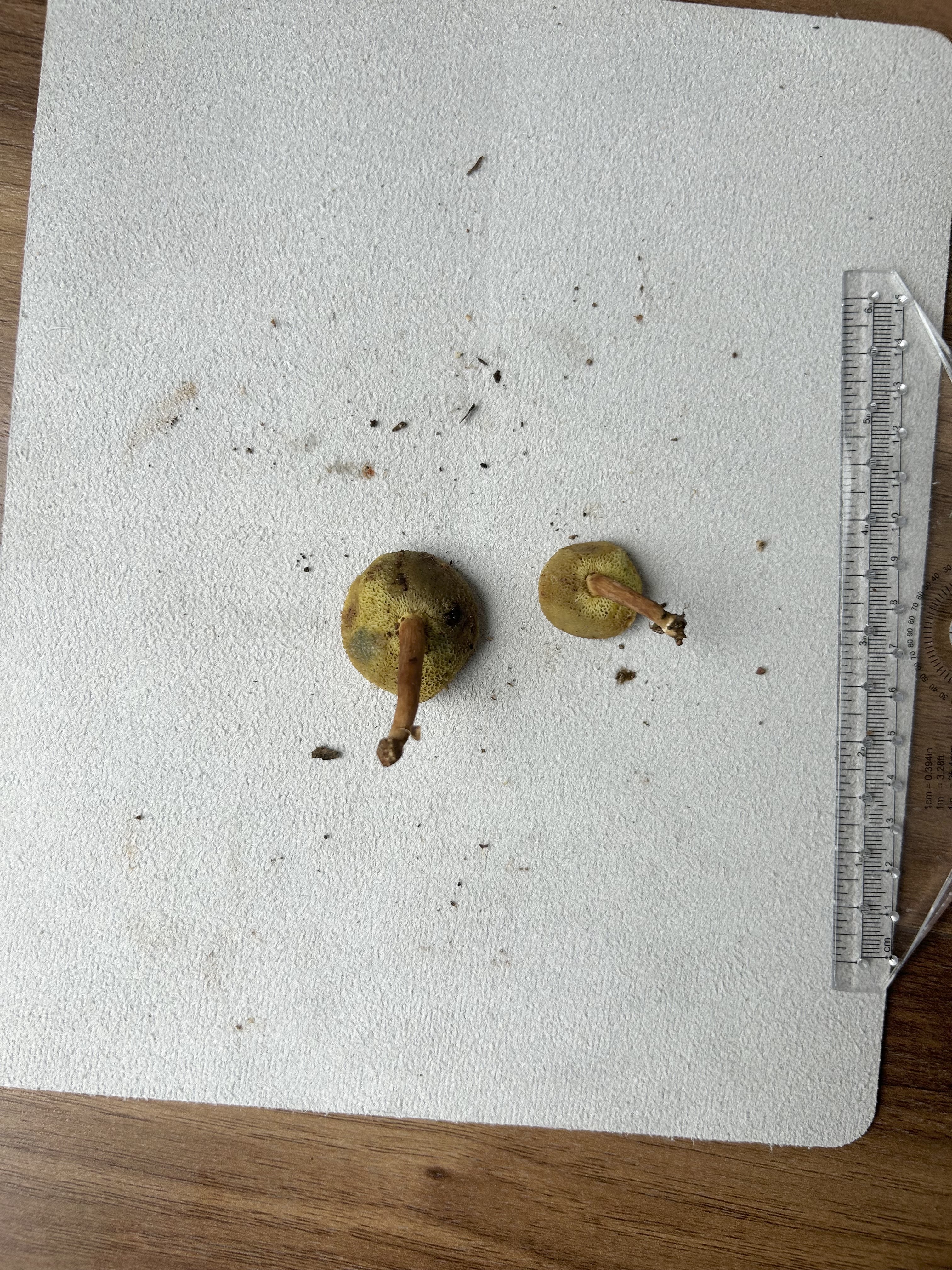 近小果绒盖牛肝菌 暂定
