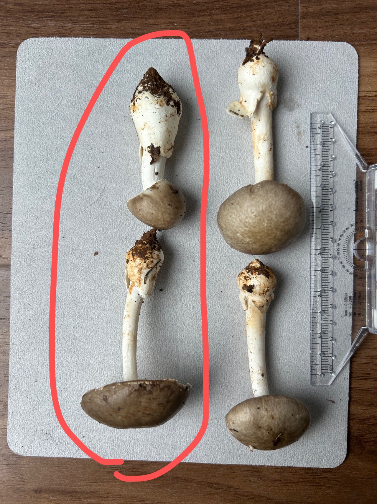 草鸡㙡