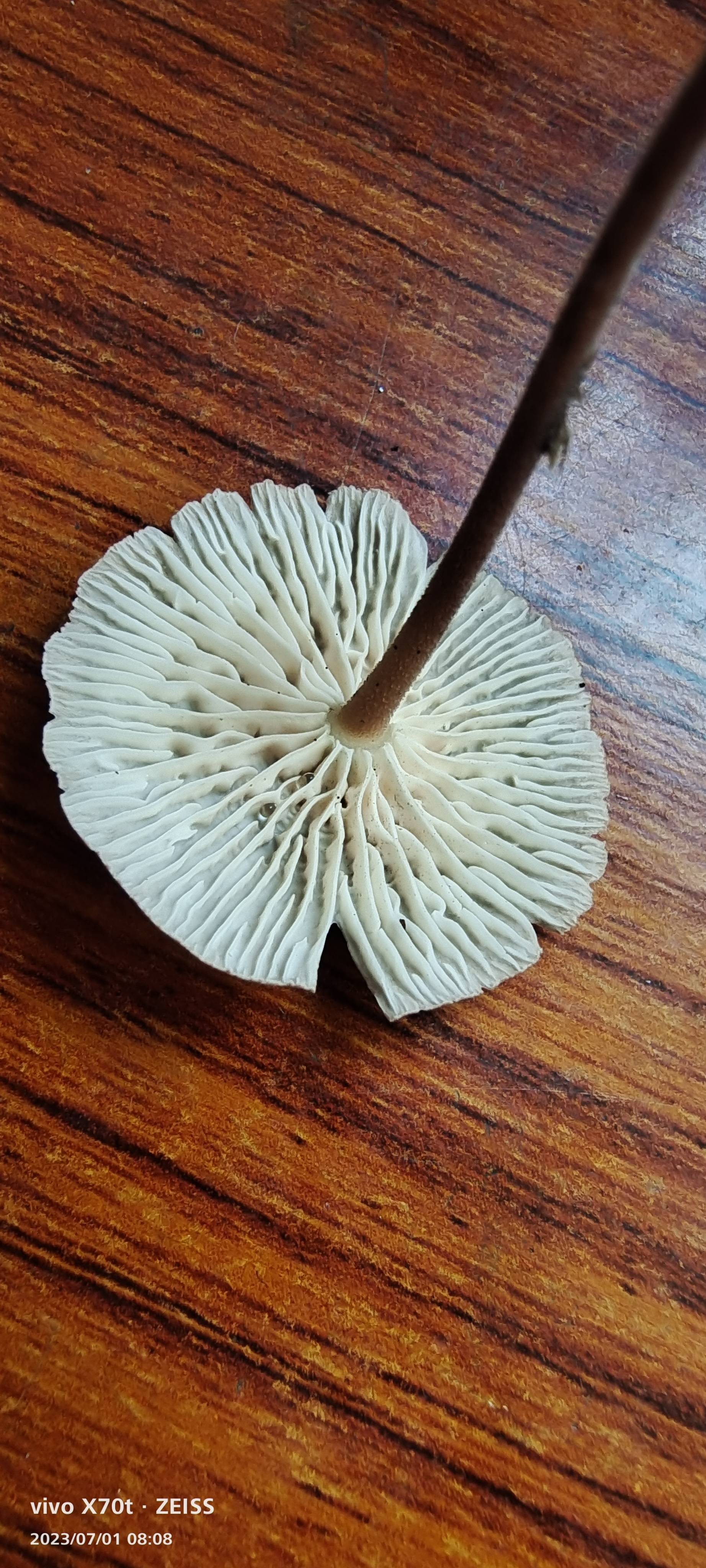 双型拟金钱菌