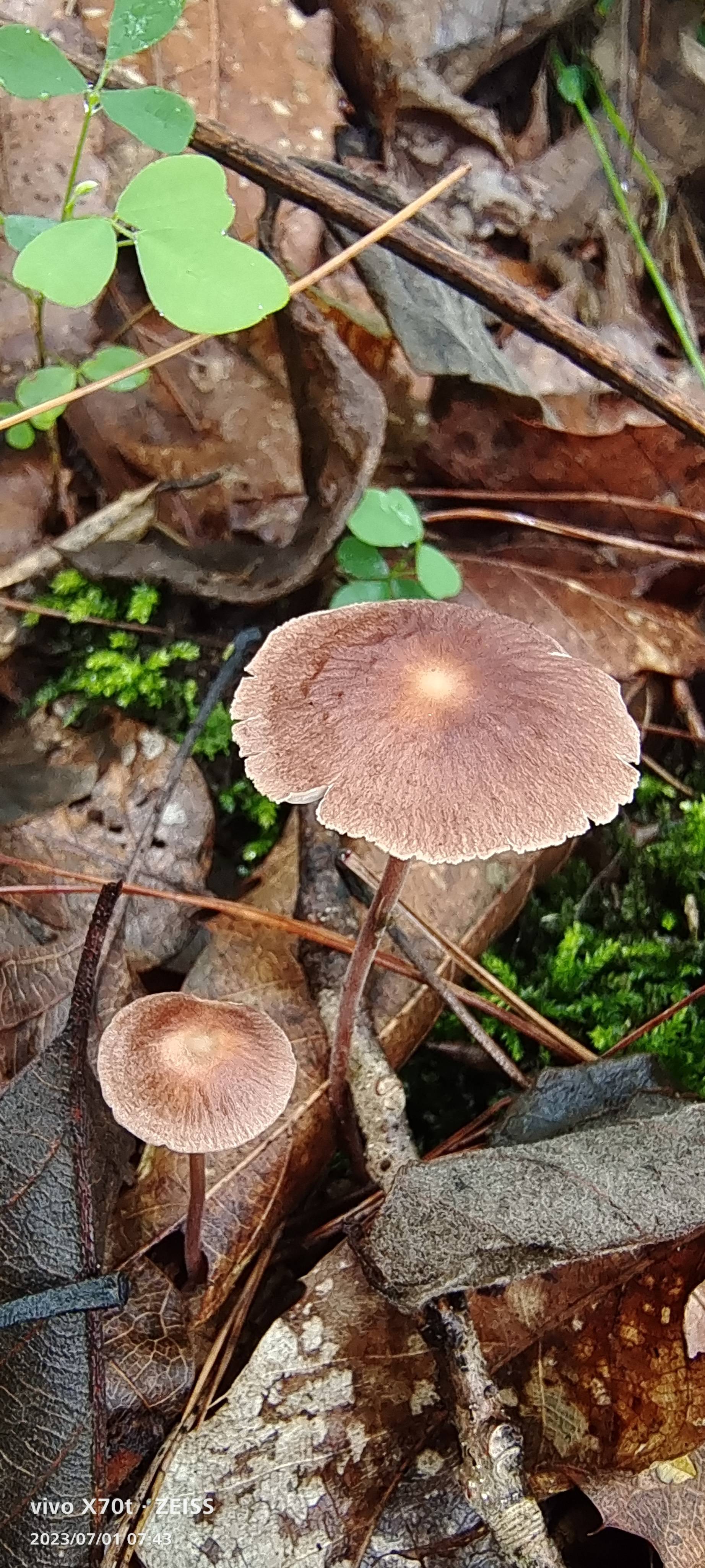 双型拟金钱菌