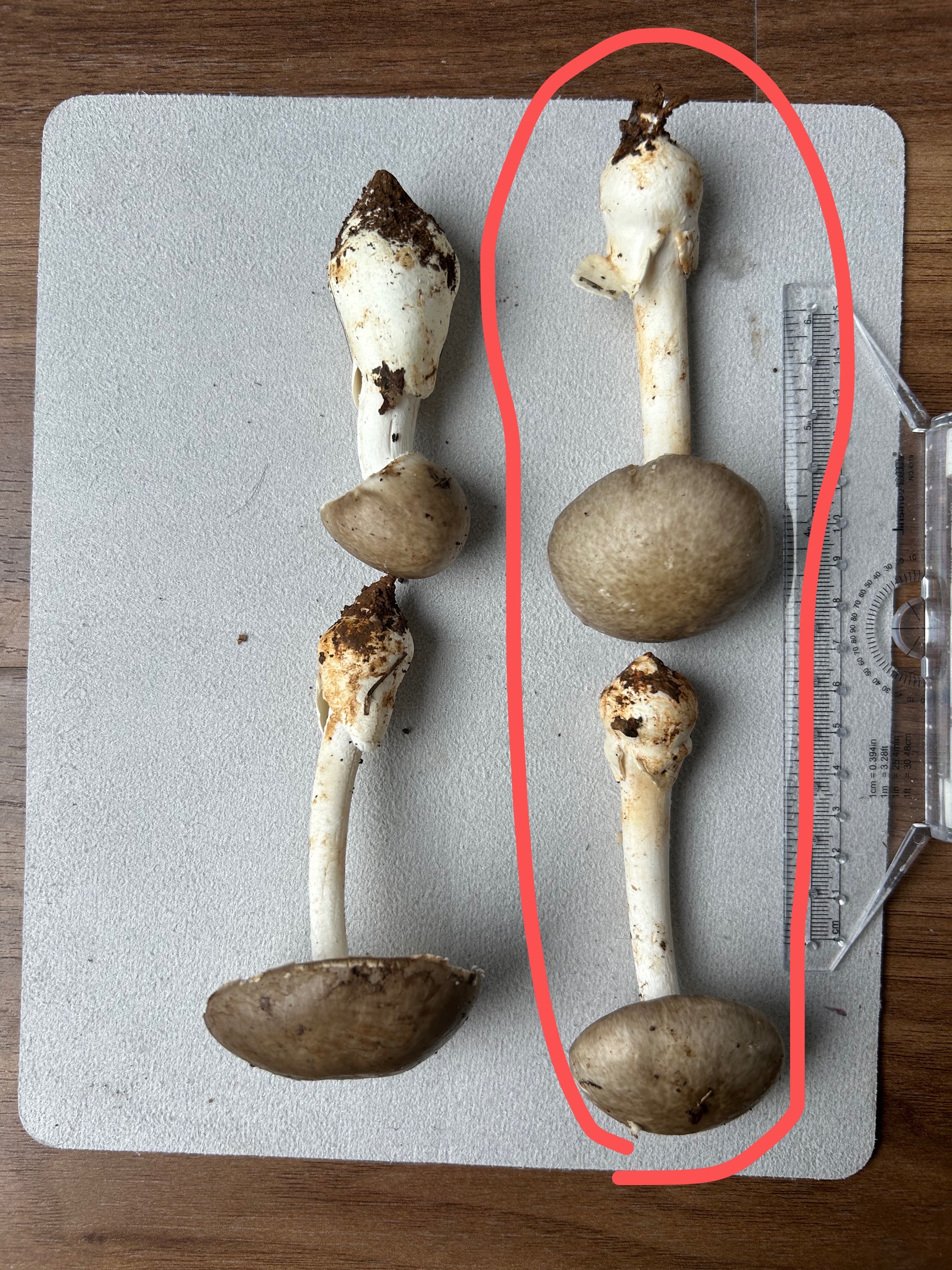 假褐云斑鹅膏
