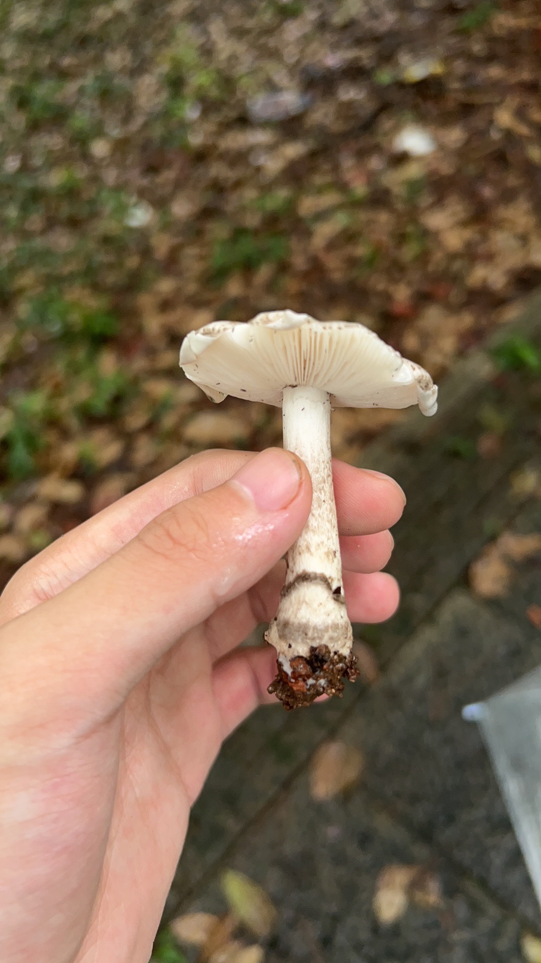 标本照片