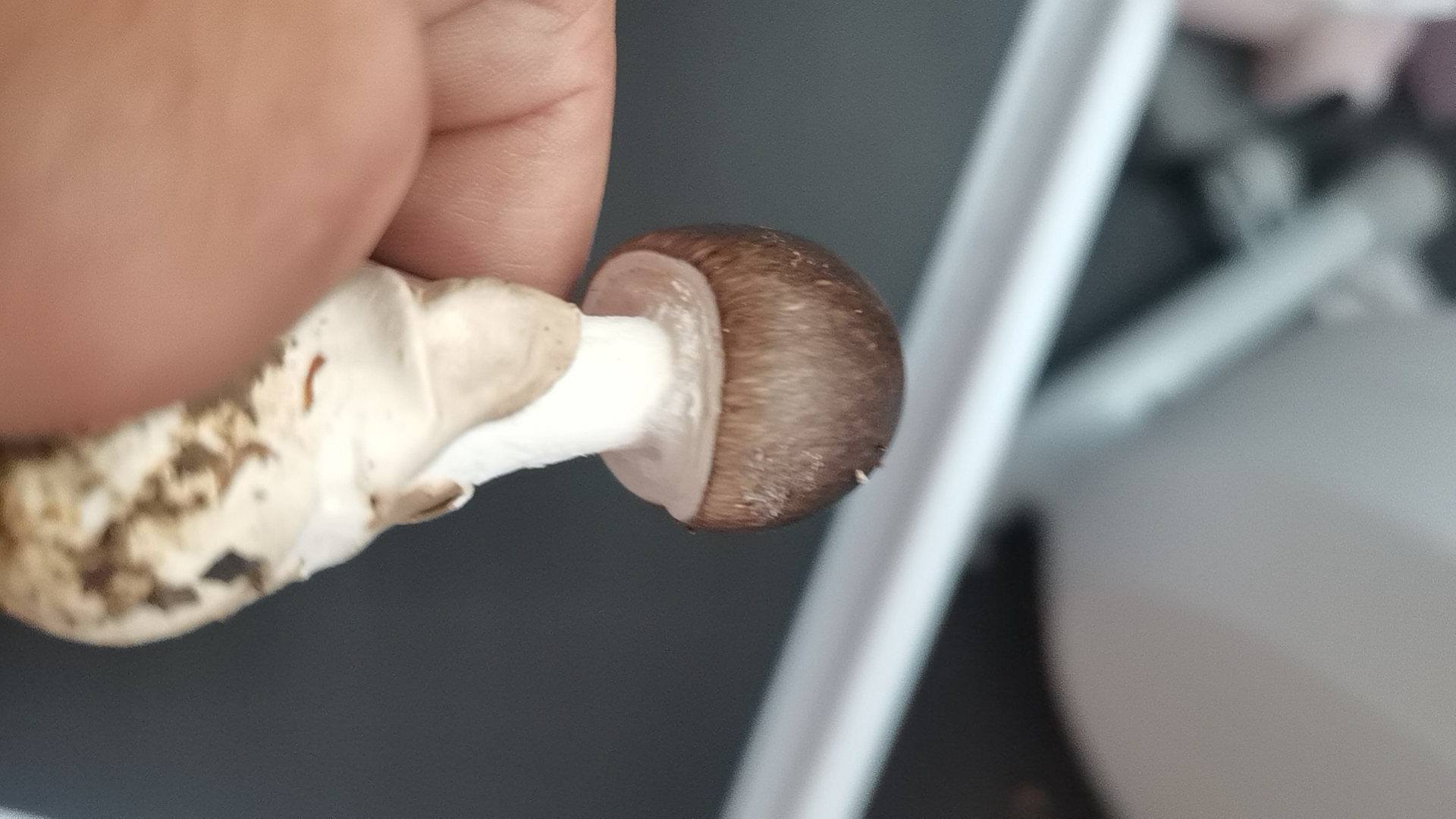 标本照片
