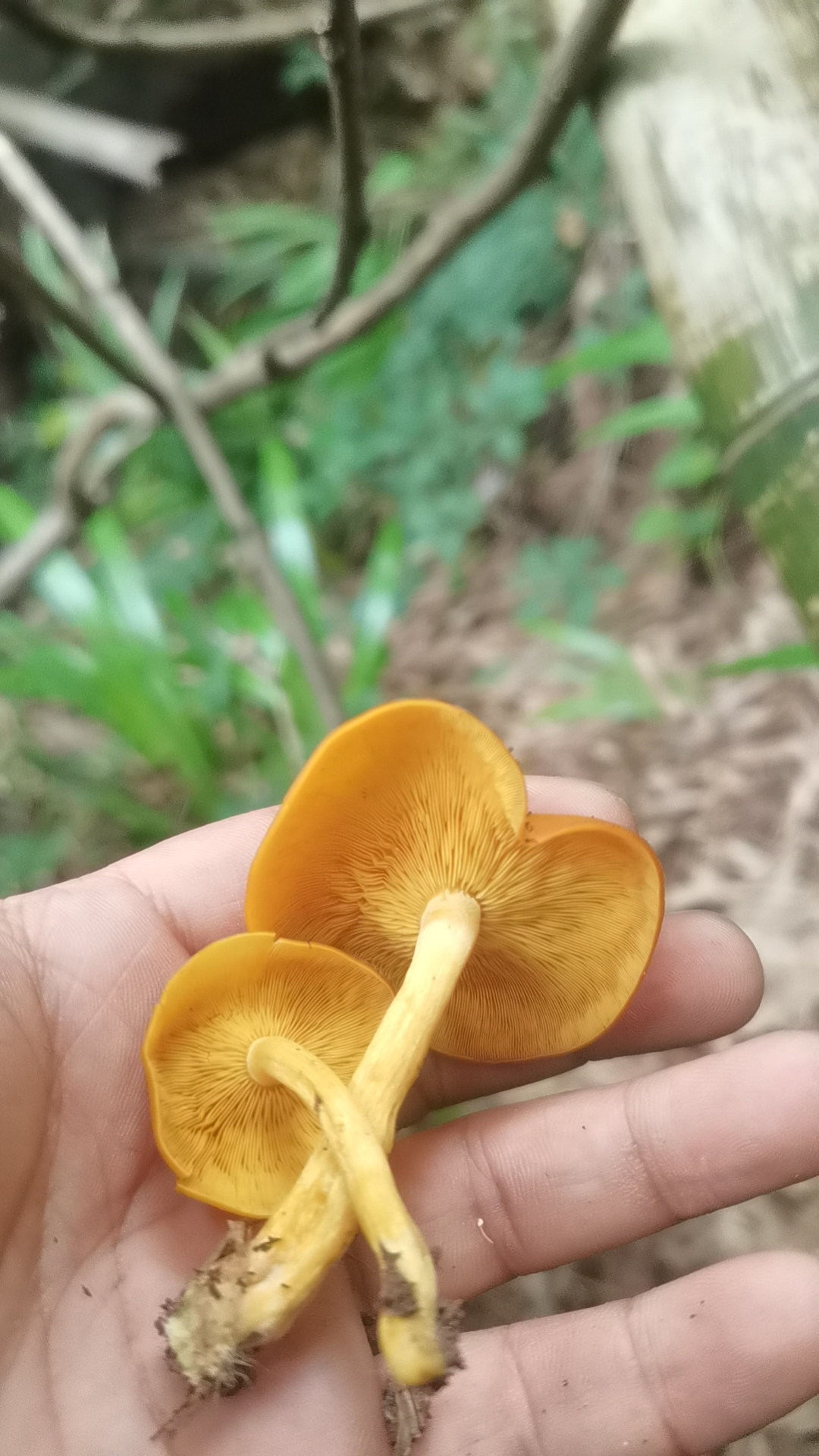 光盖拟口蘑