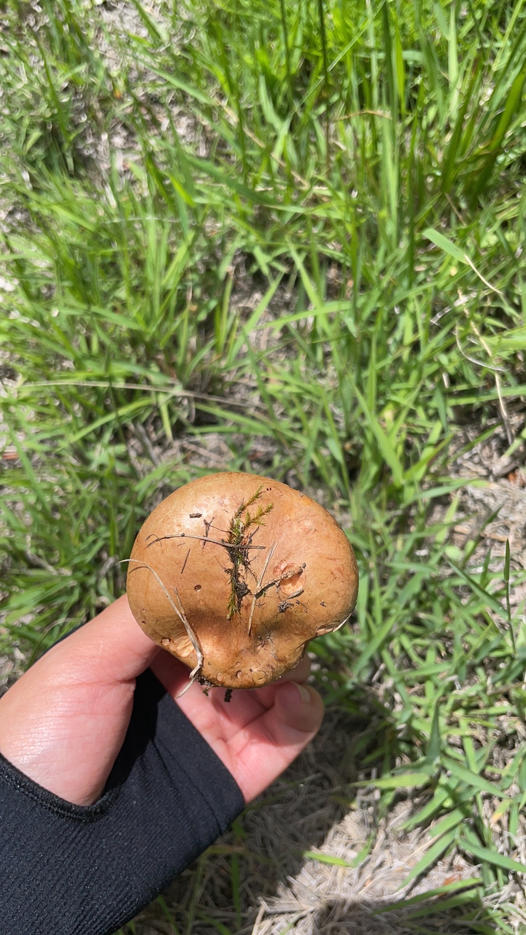 标本照片