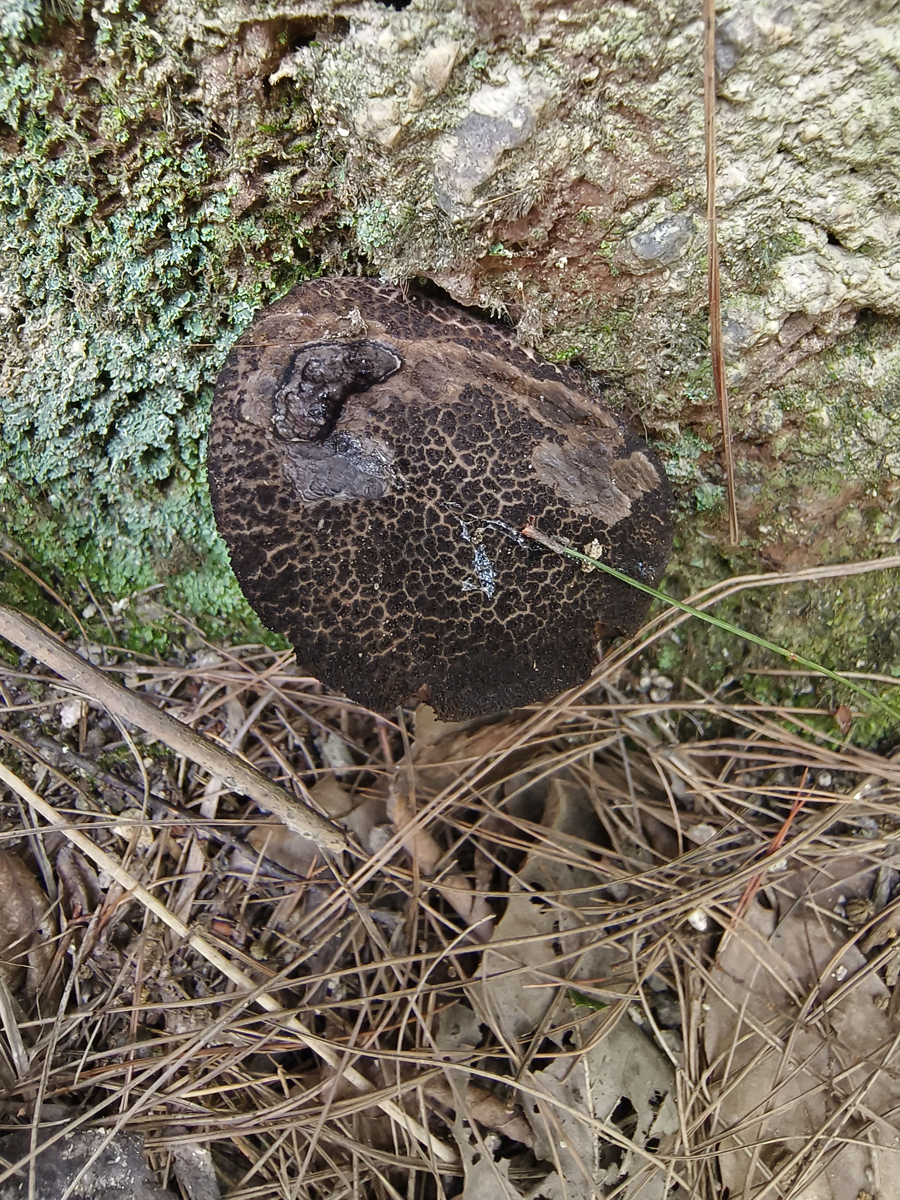 疣突松塔牛肝菌 暂定