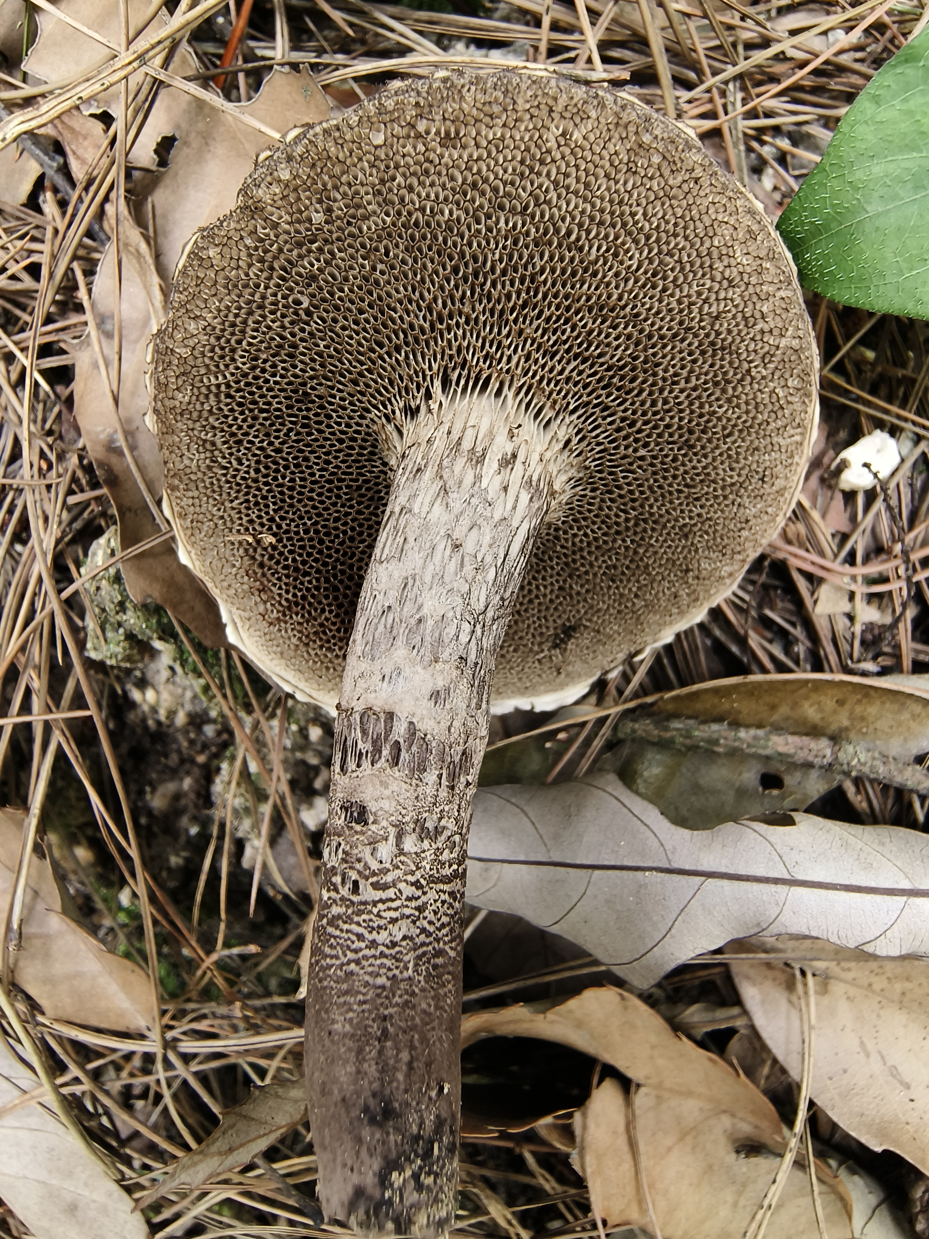 疣突松塔牛肝菌 暂定