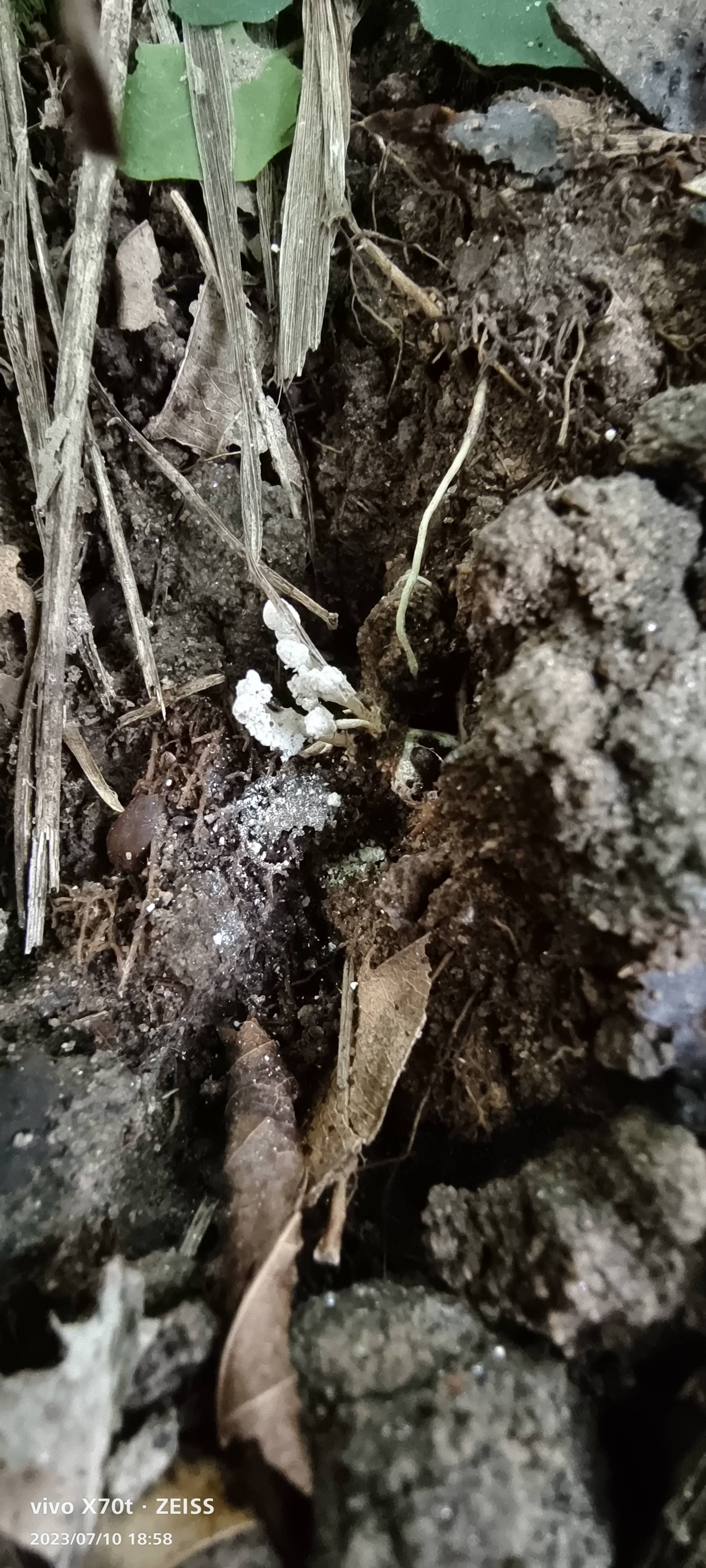环链虫草