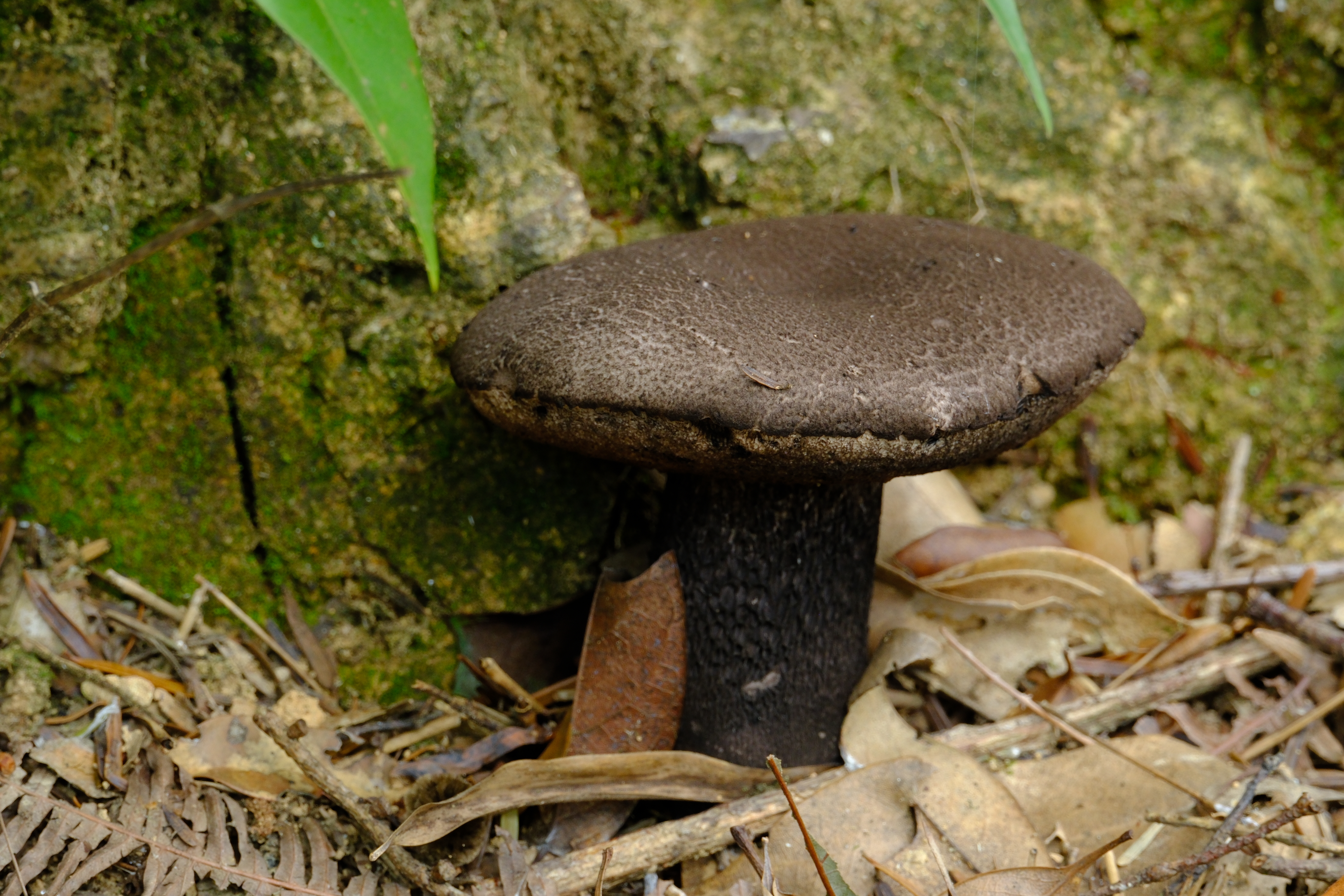 黑紫变黑牛肝菌