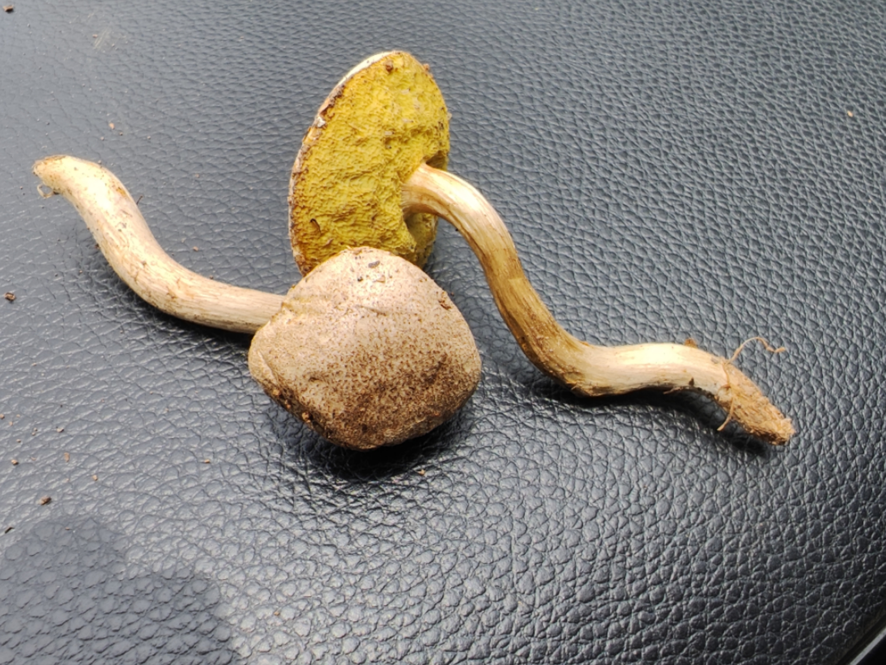 萝卜味金牛肝菌