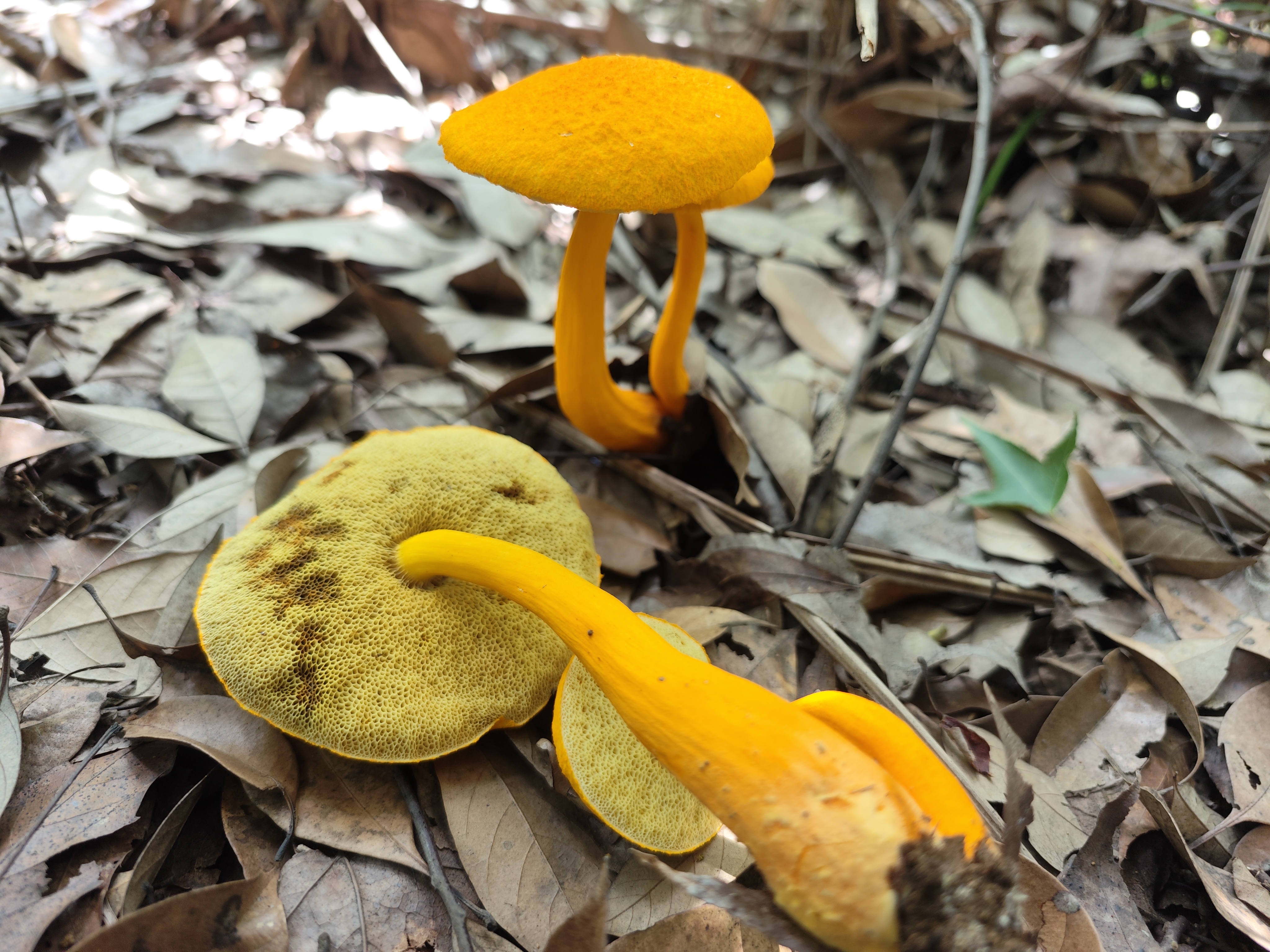 小橙黄金牛肝菌