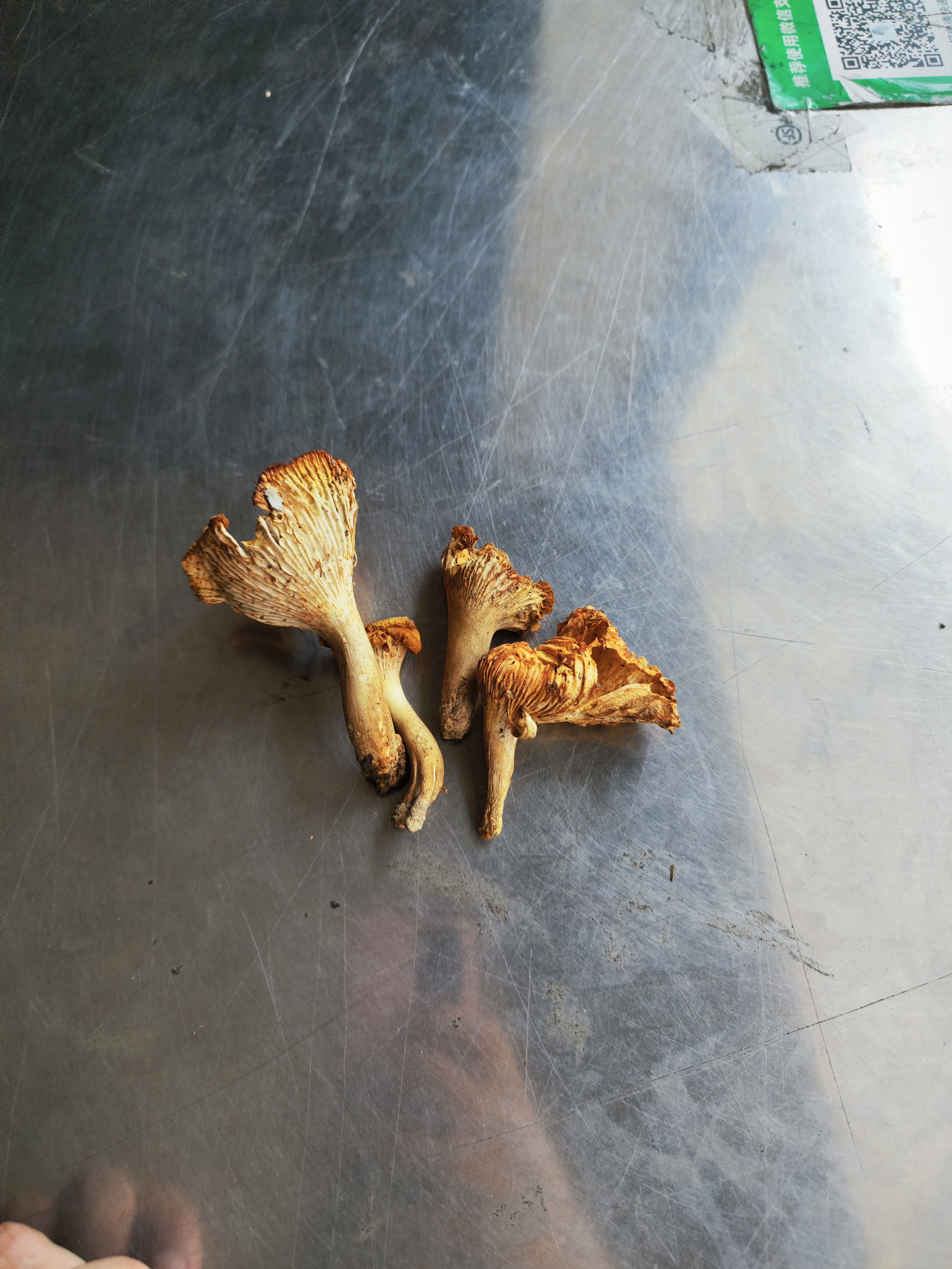 标本照片