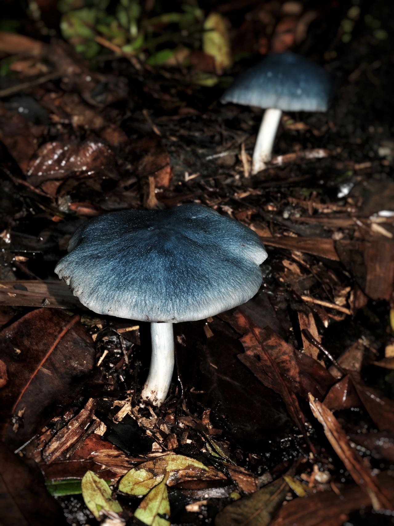 粉褶菌属某种