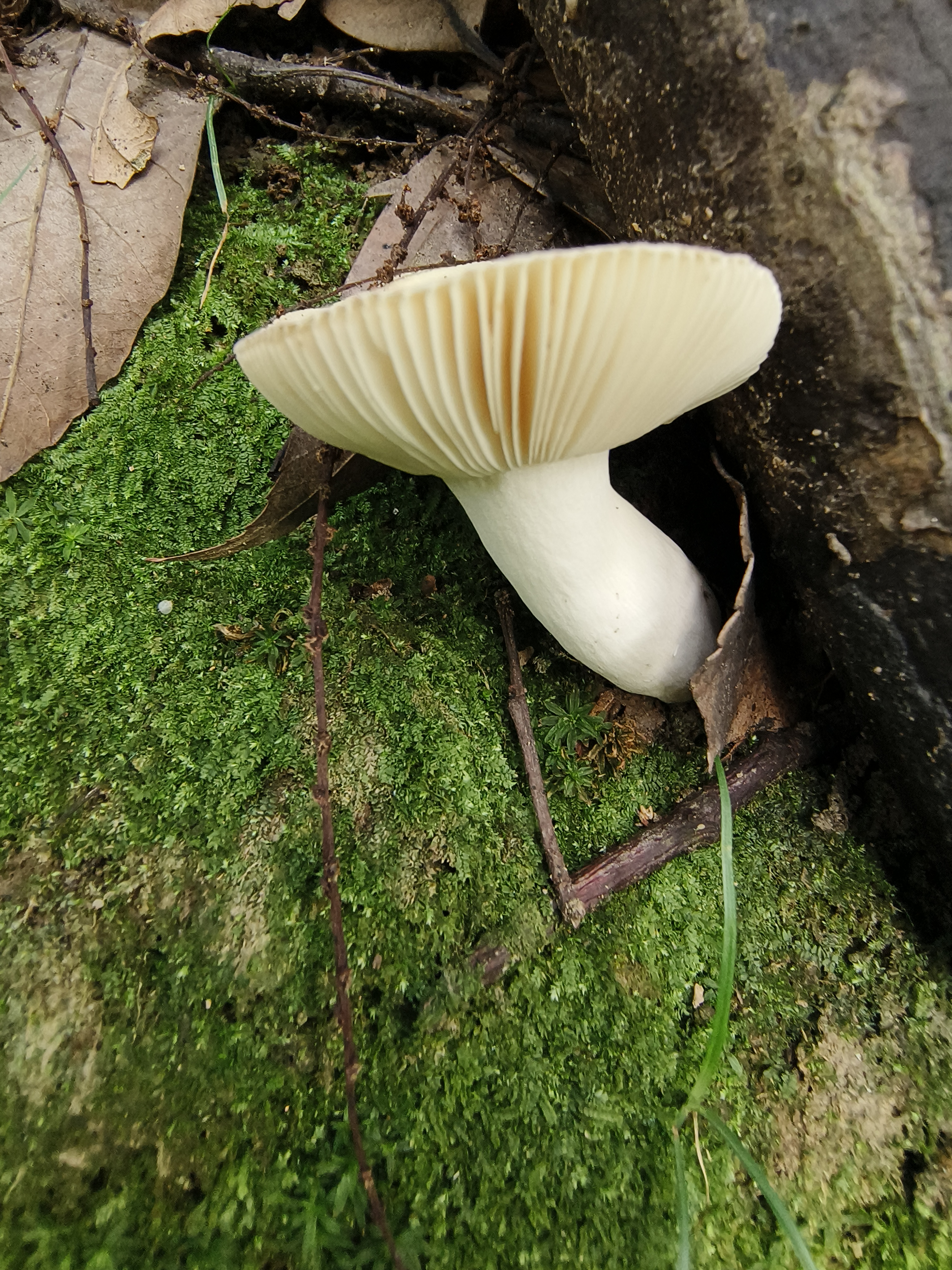 红菇属
