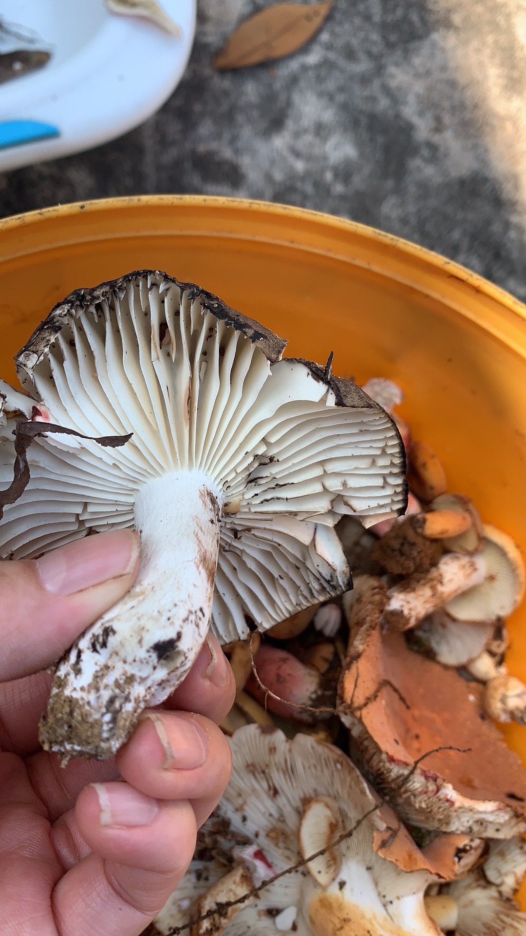 黑红菇