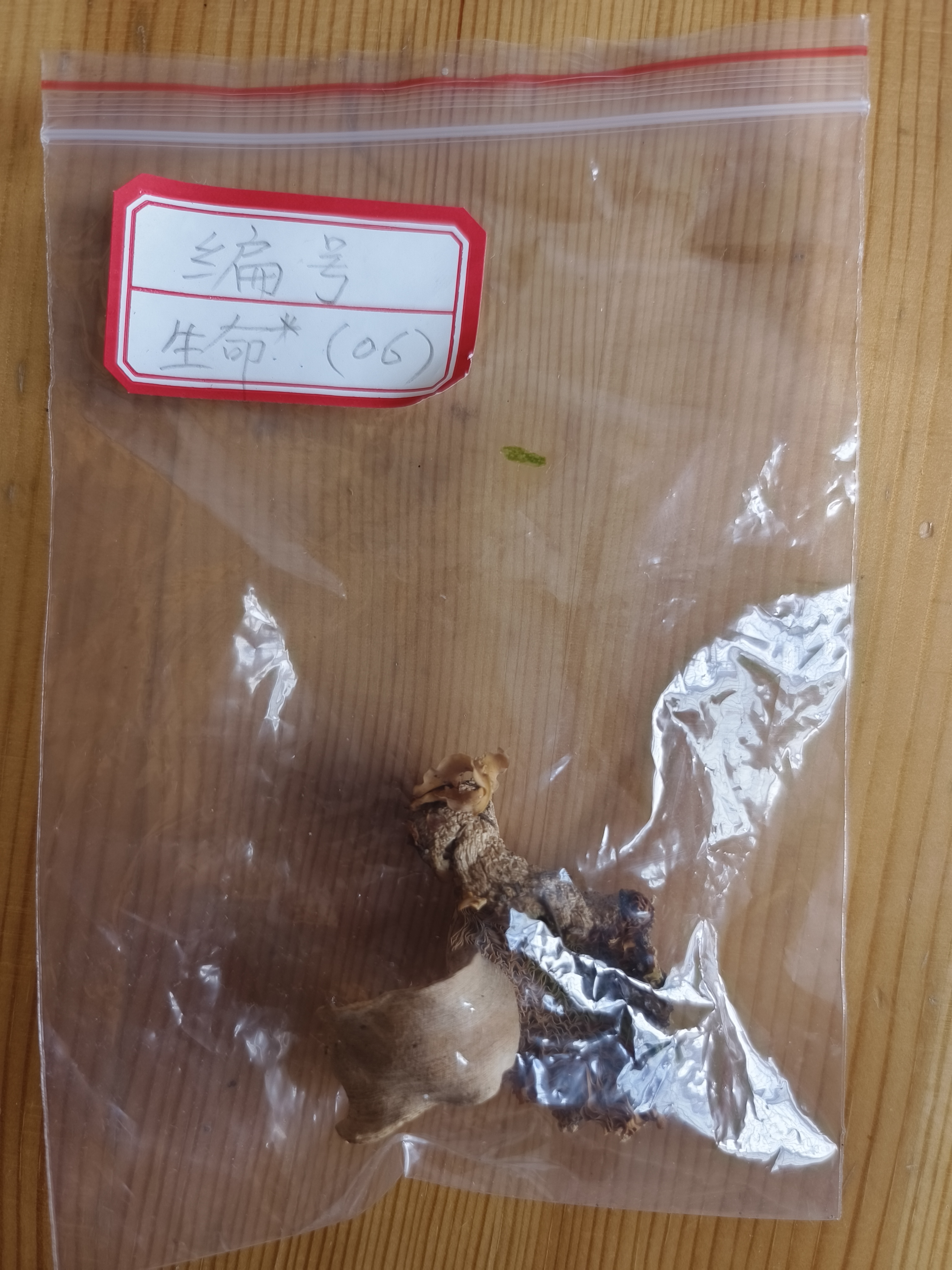 红菇属