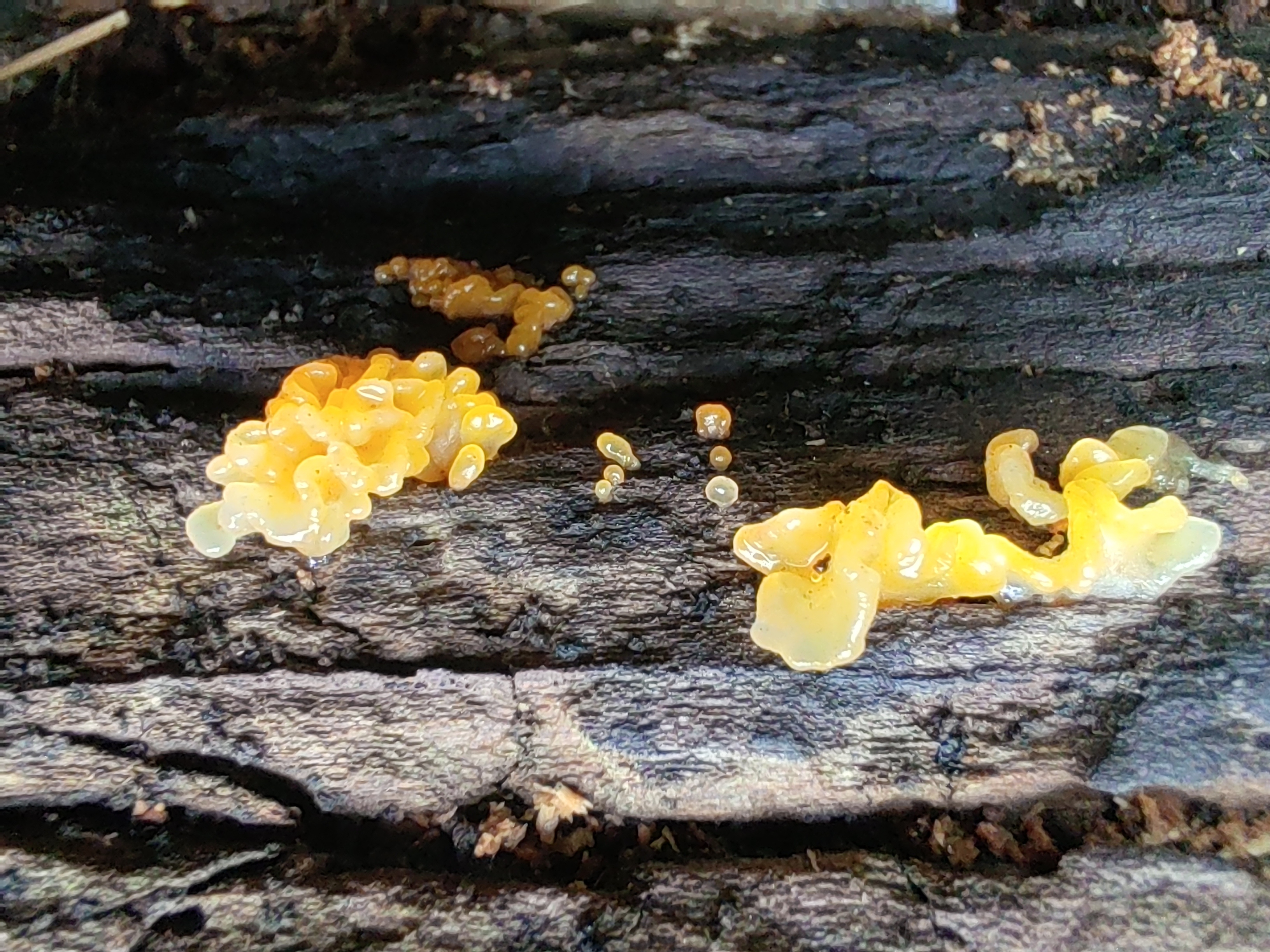 银耳属物种