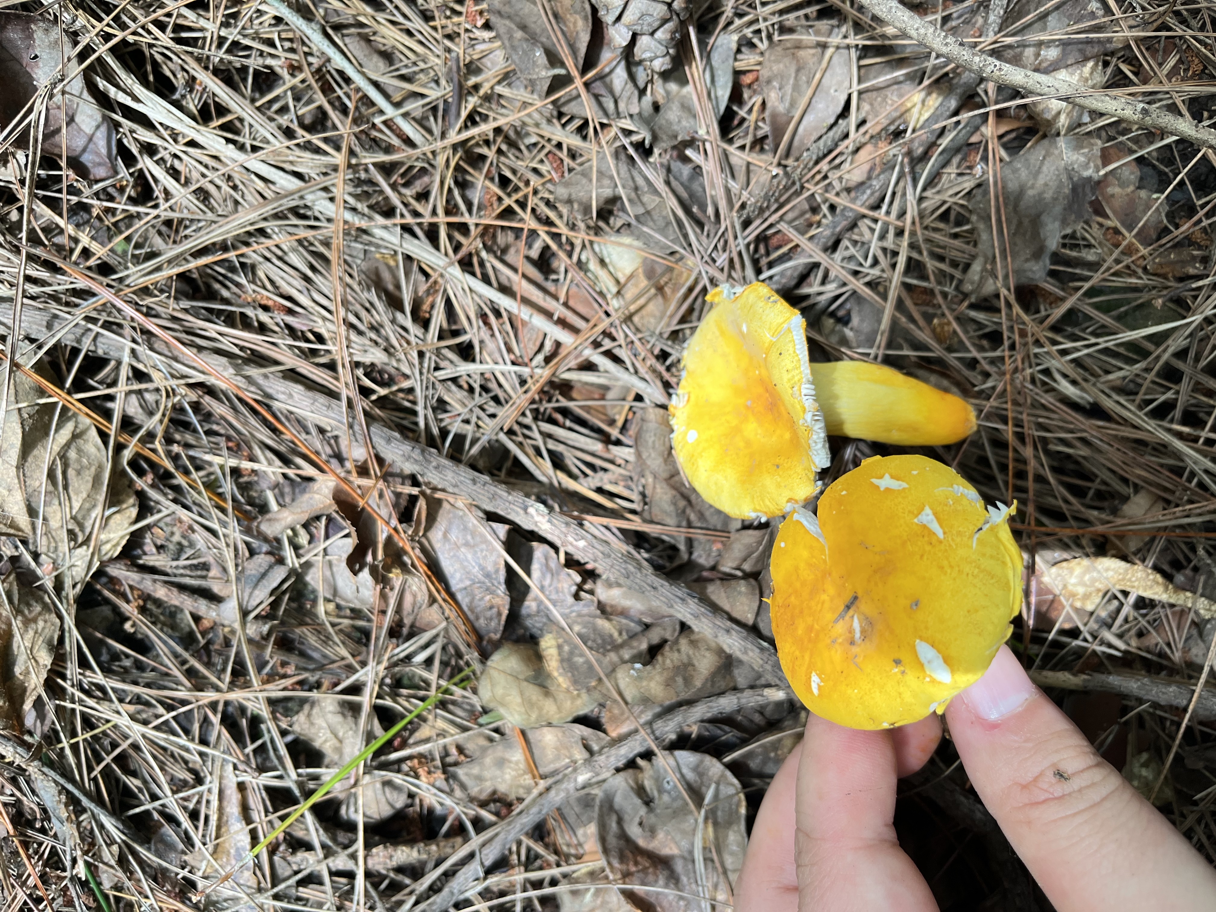 中华黄红菇（暂定名）