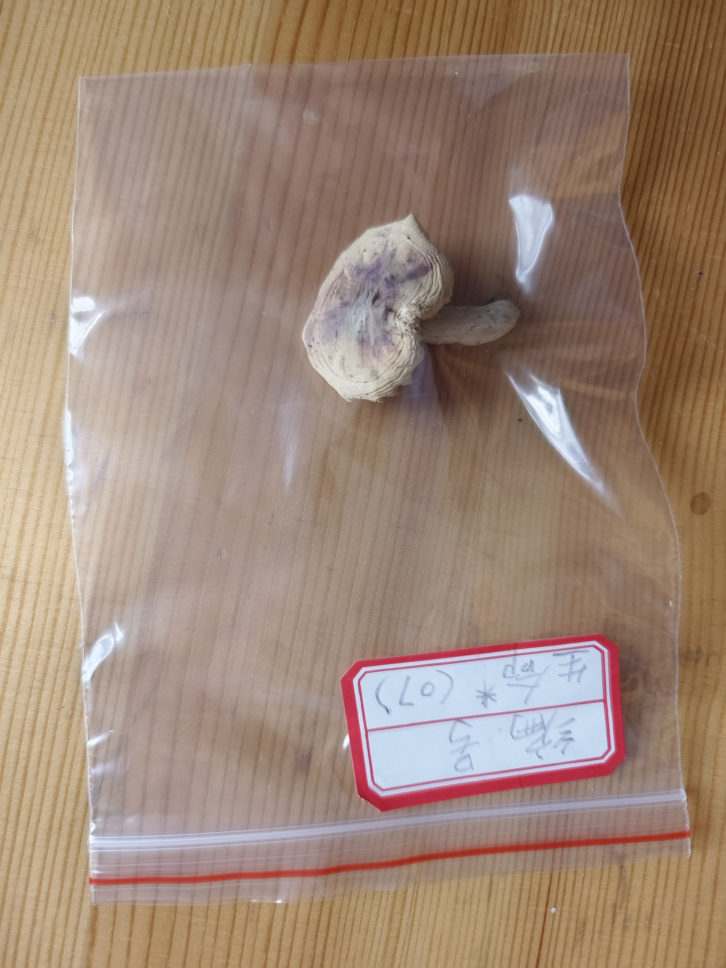 红菇属