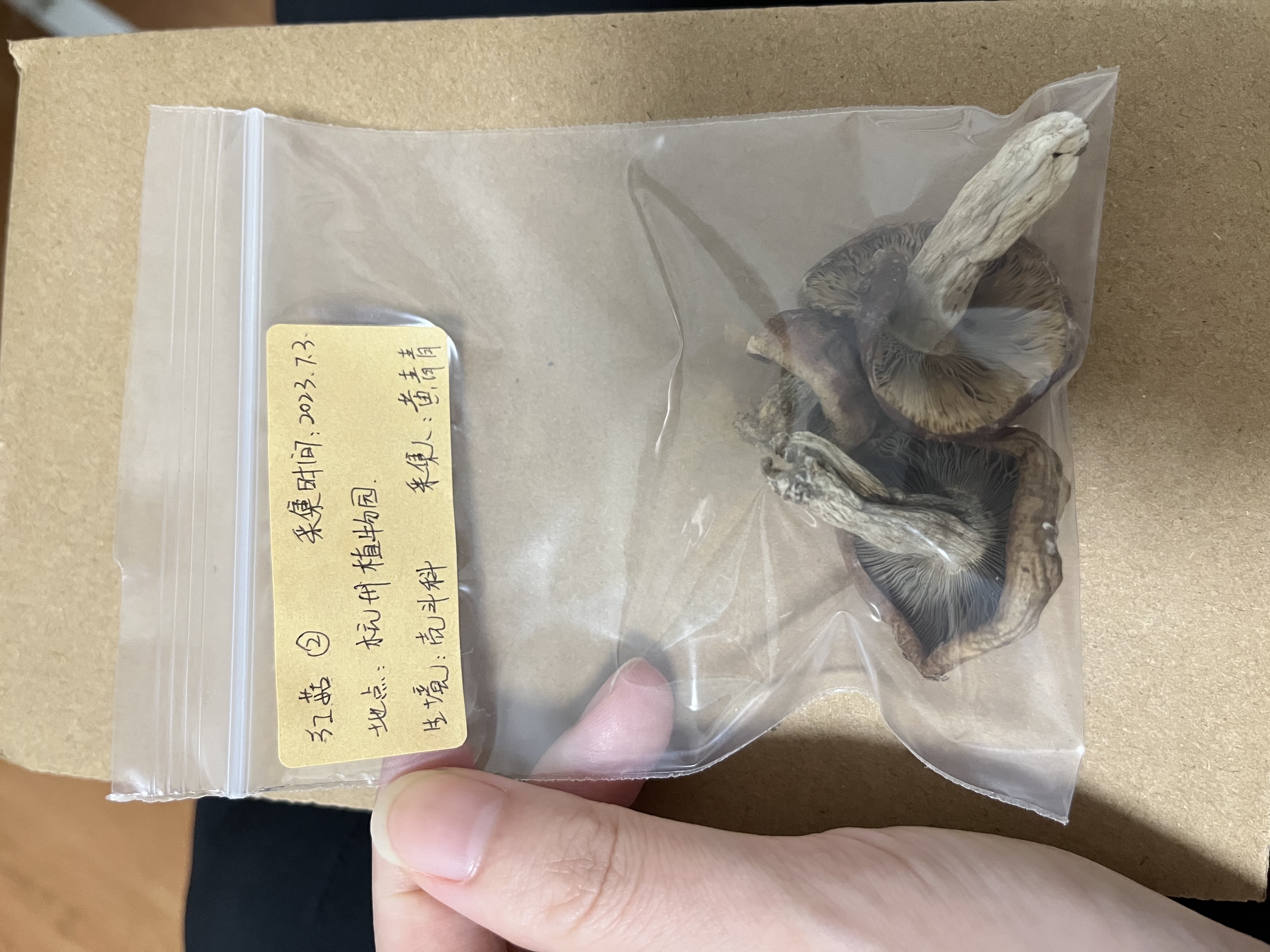 纺锤囊红菇