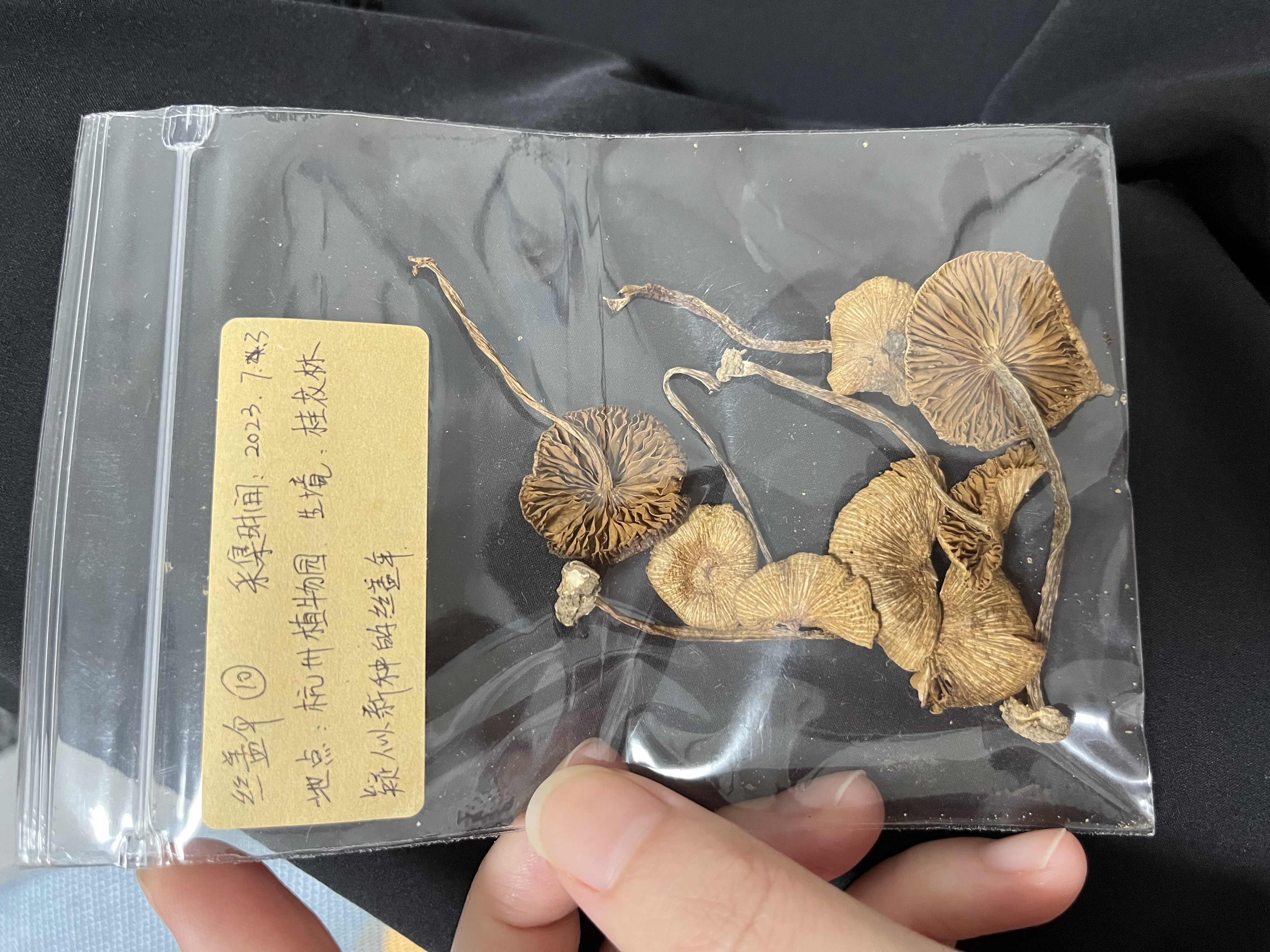 标本照片