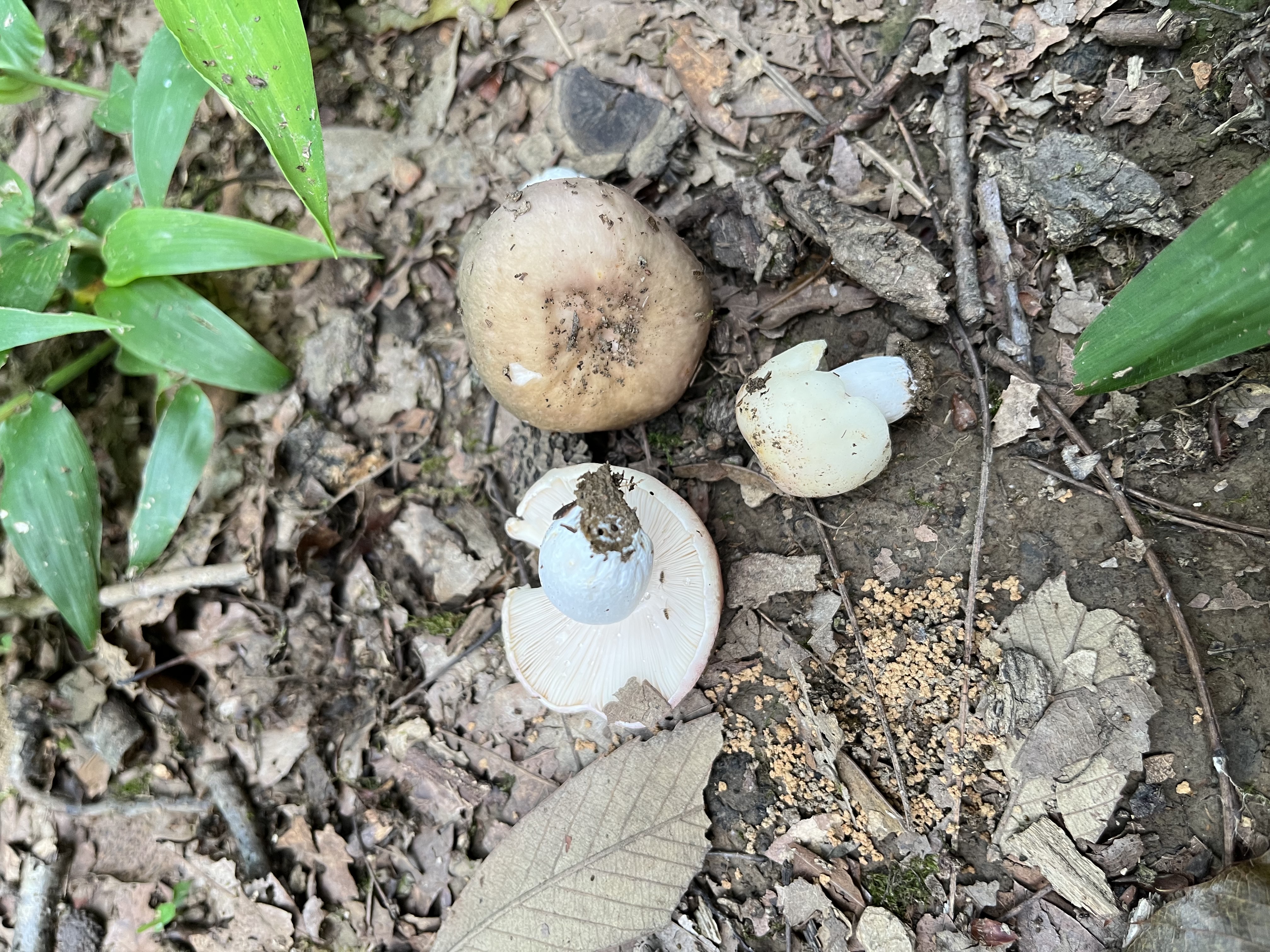 纺锤囊红菇
