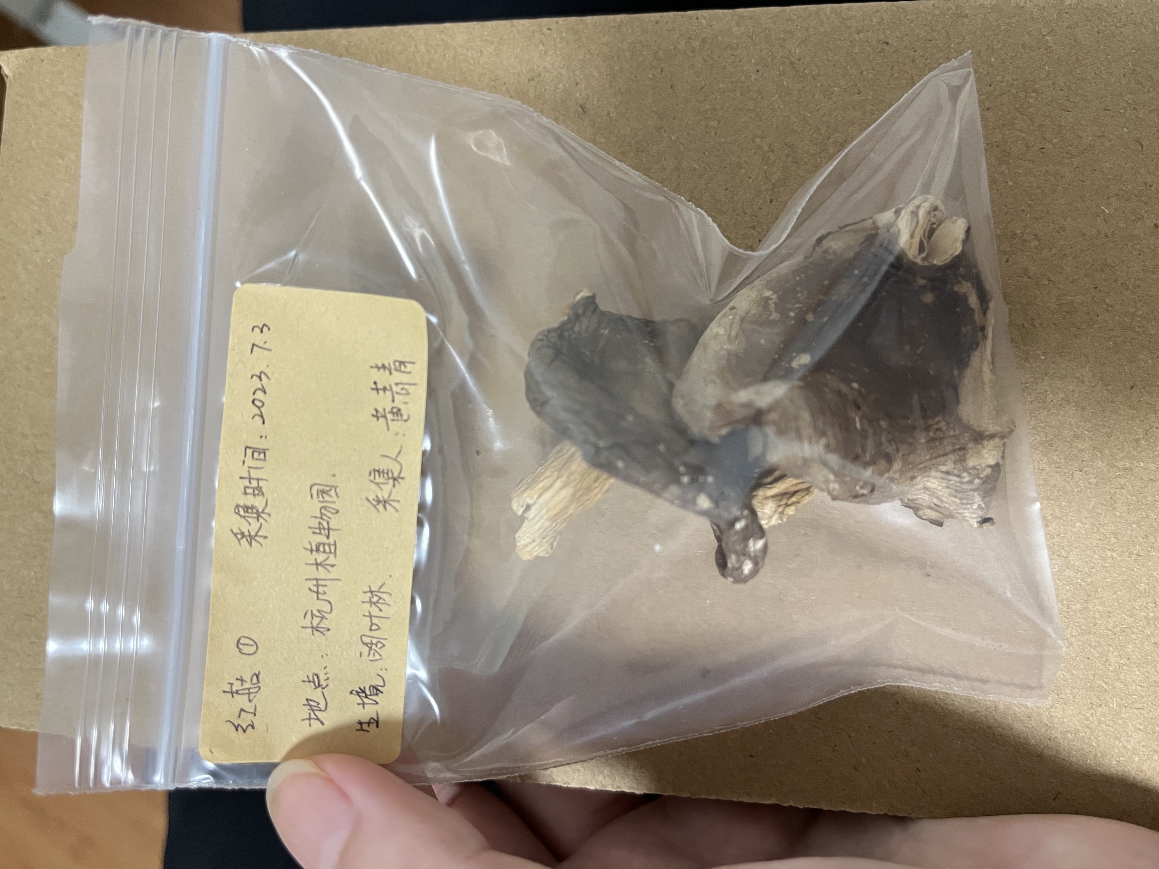 亚稀褶红菇