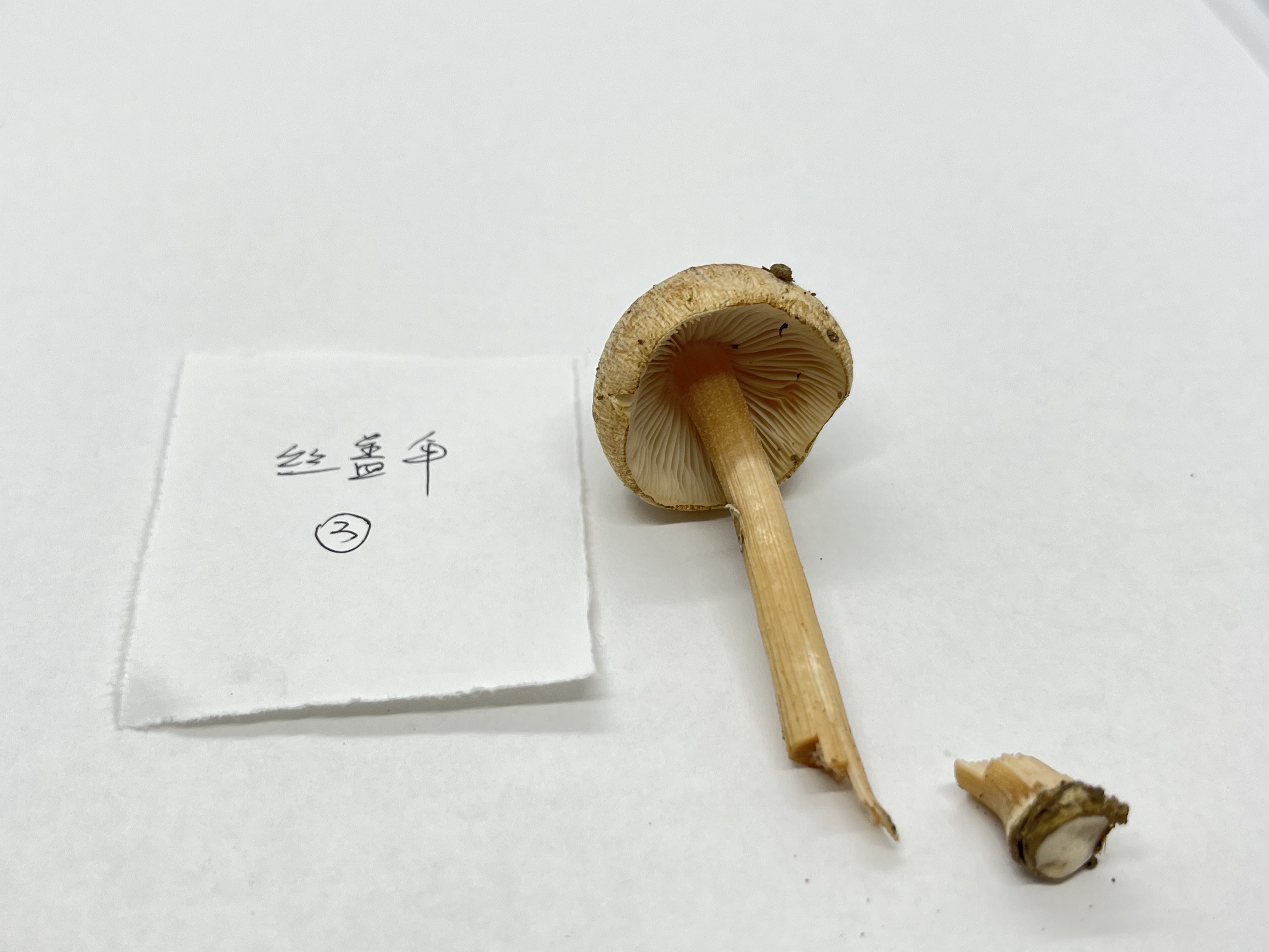 标本照片