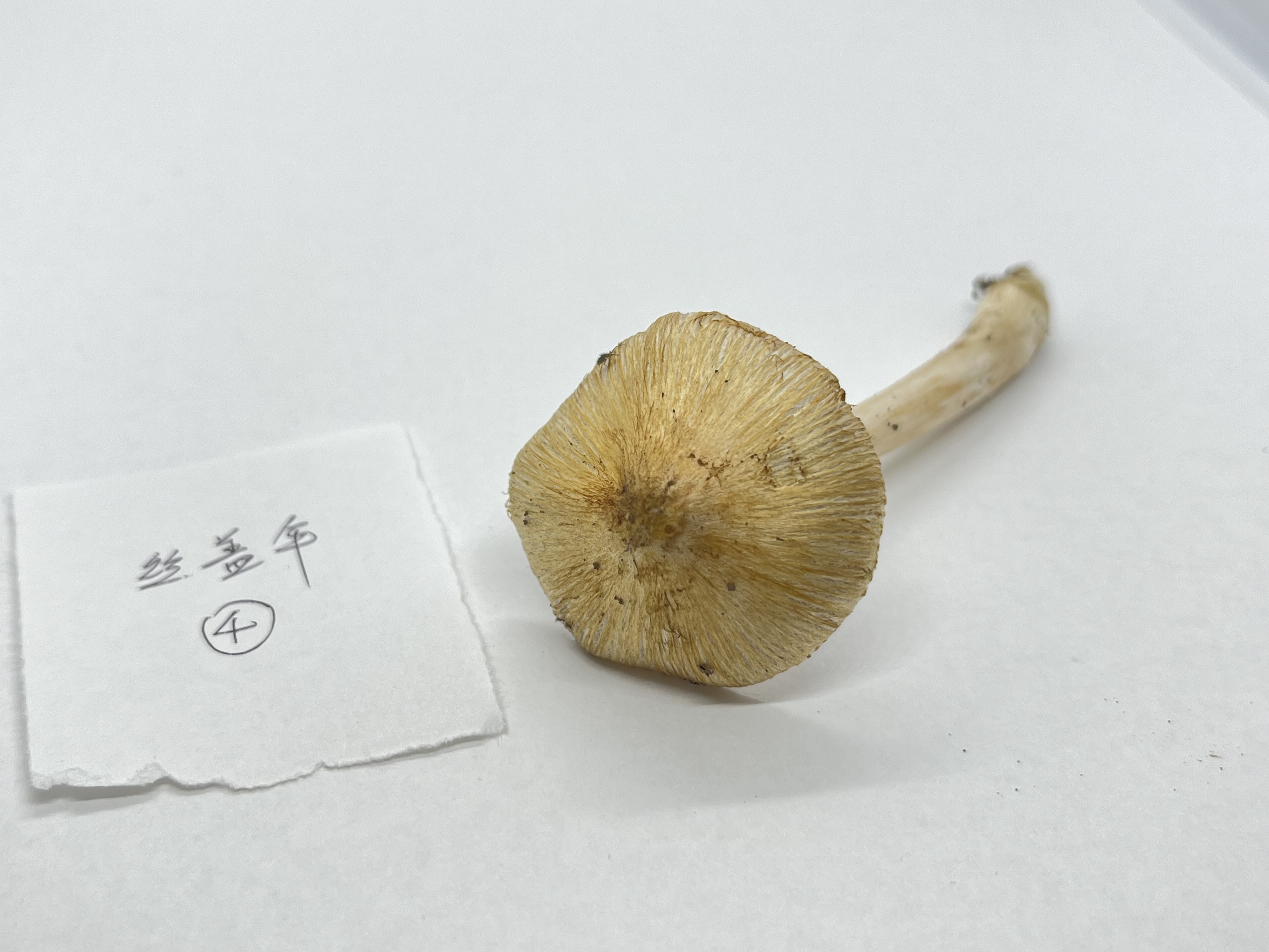 标本照片