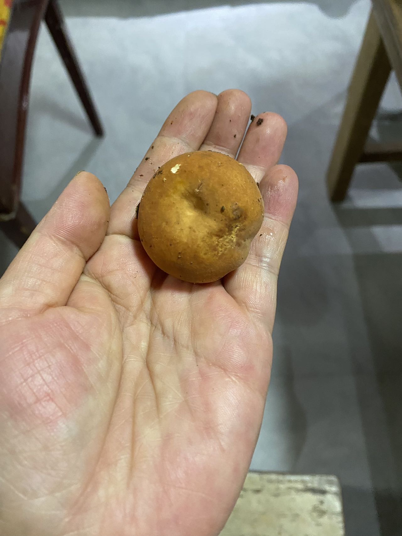 假致密红菇