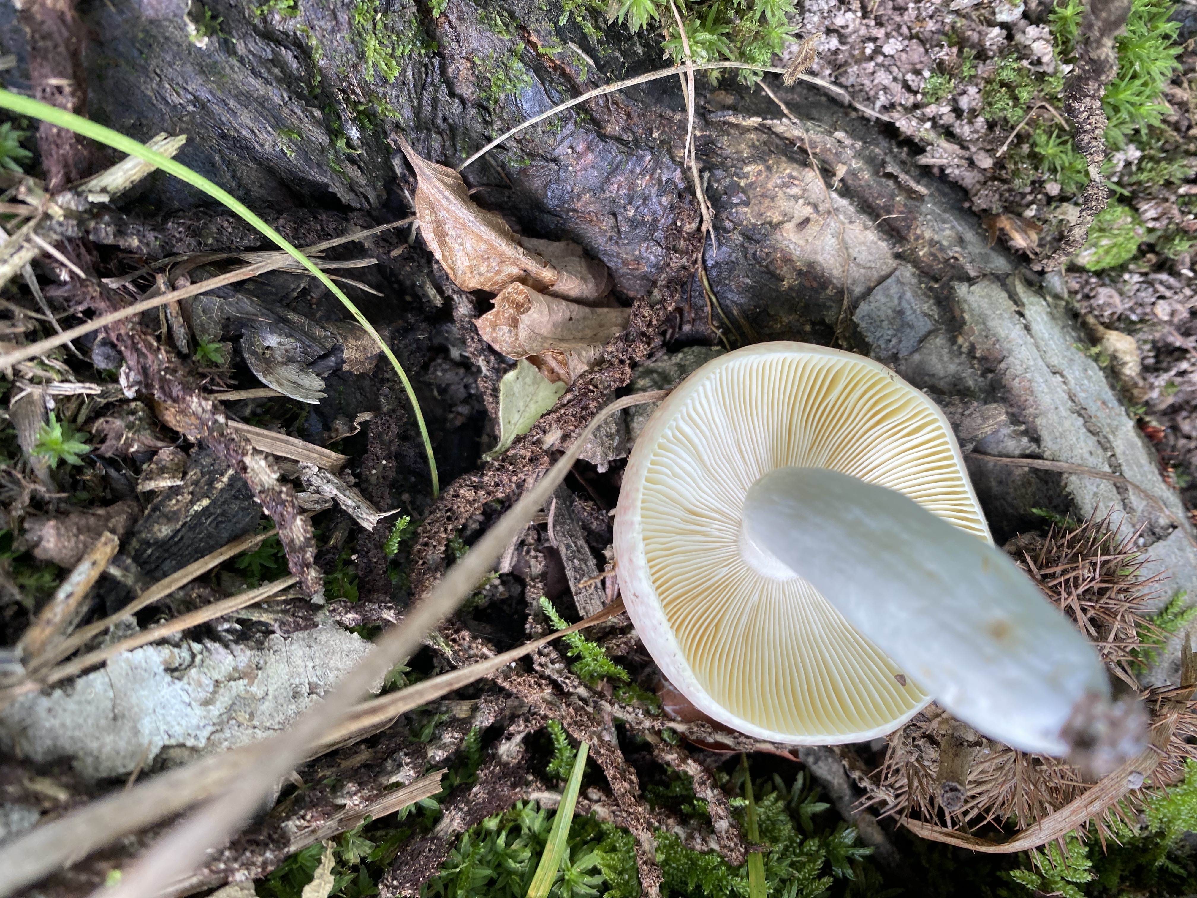 红菇属