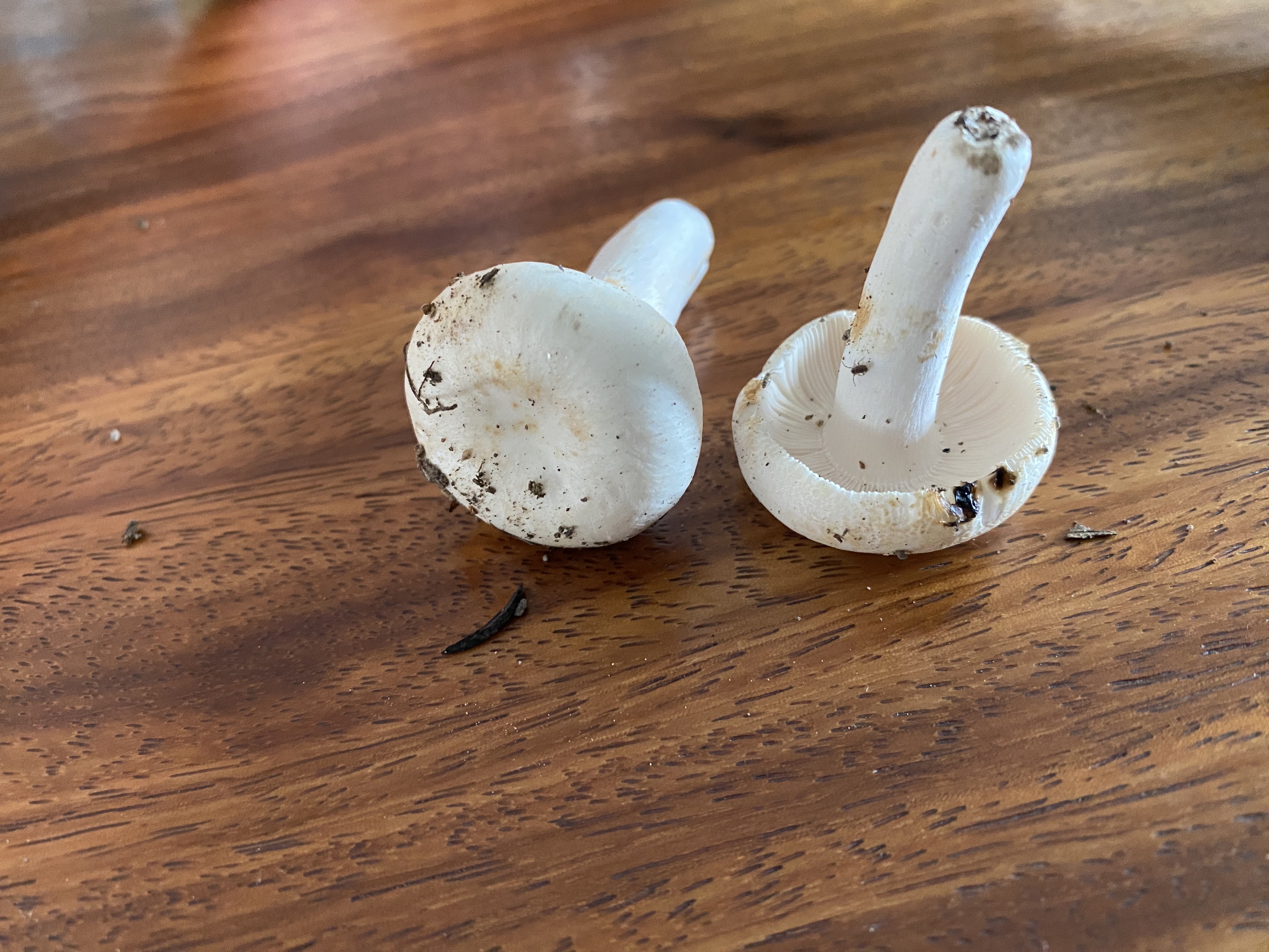 嫩白红菇