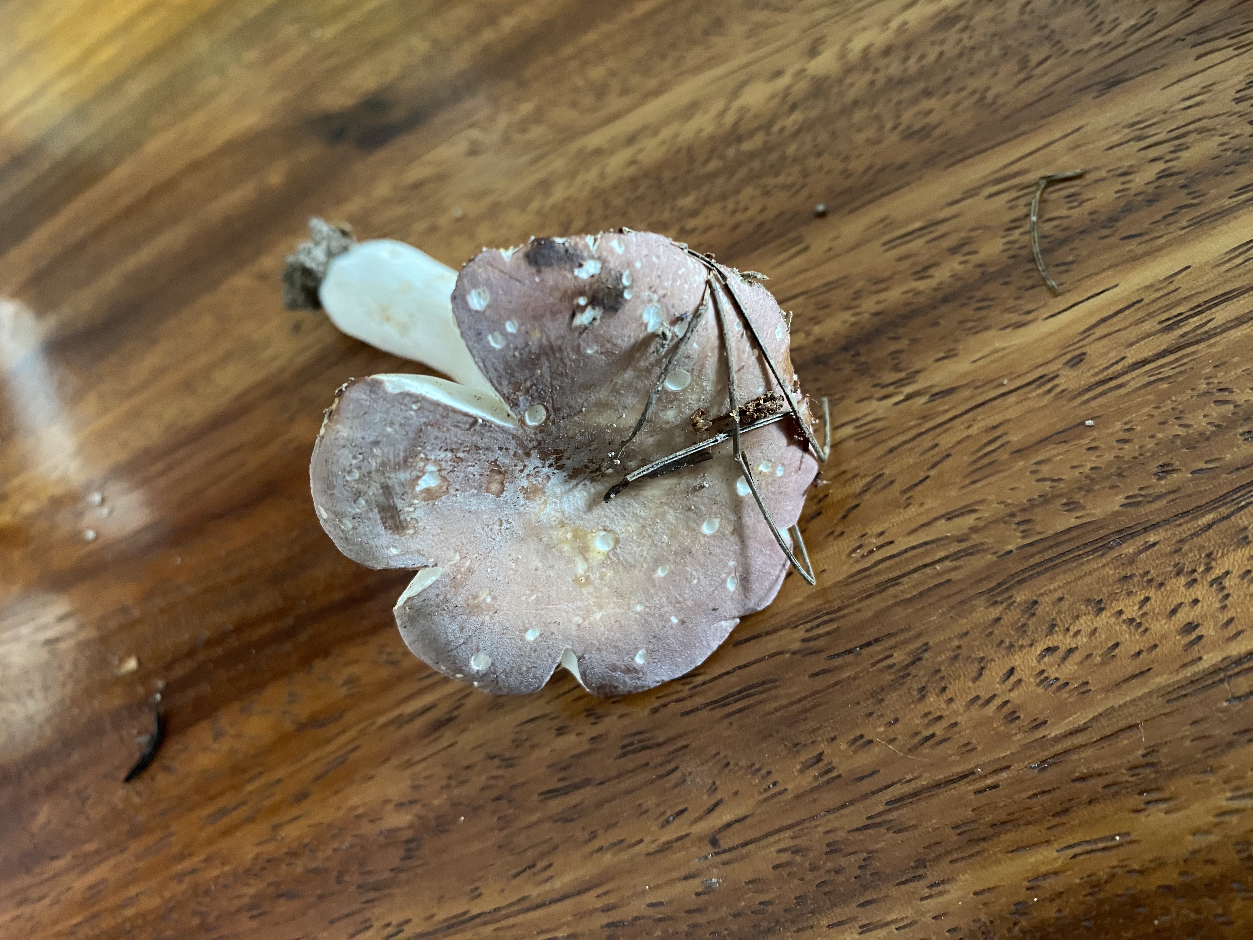 灰柄红菇