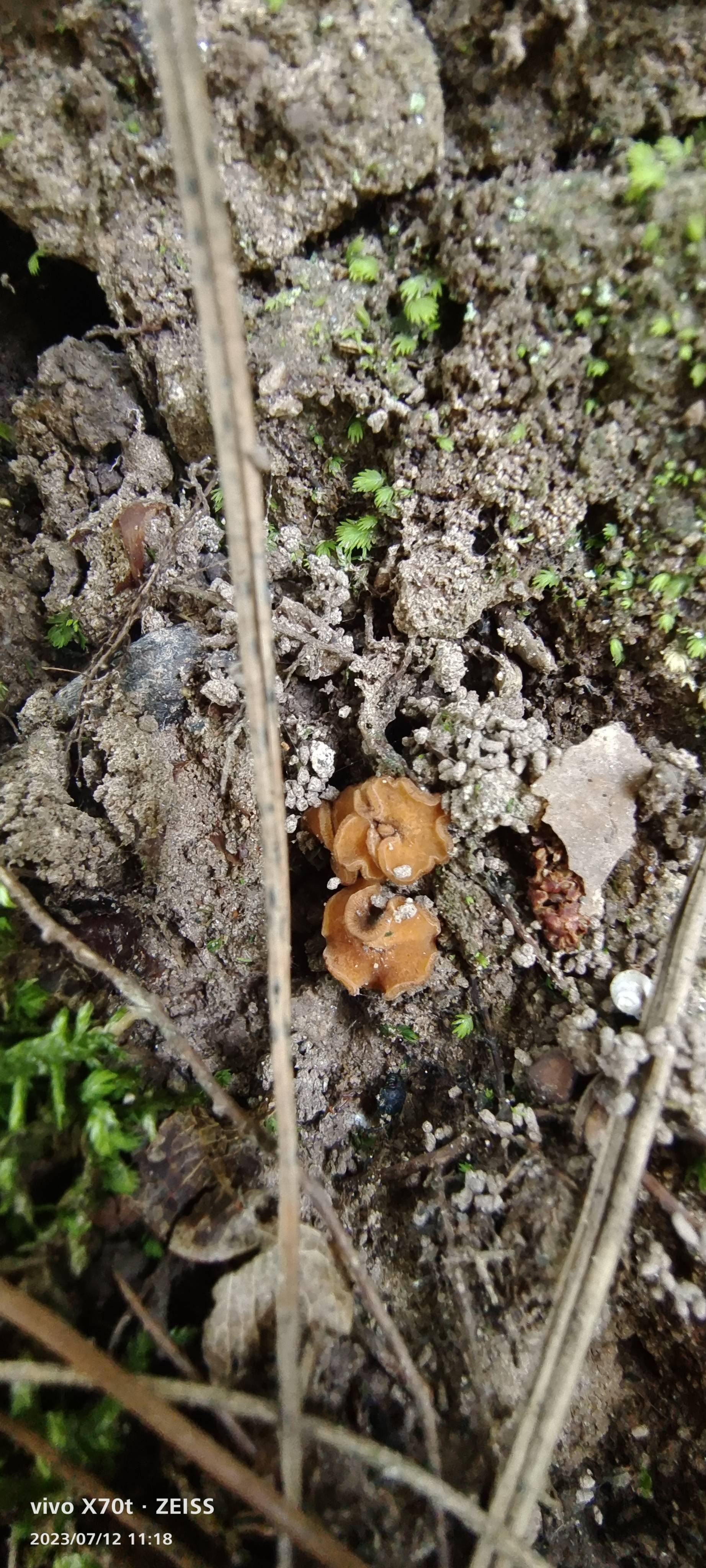 盾盘菌