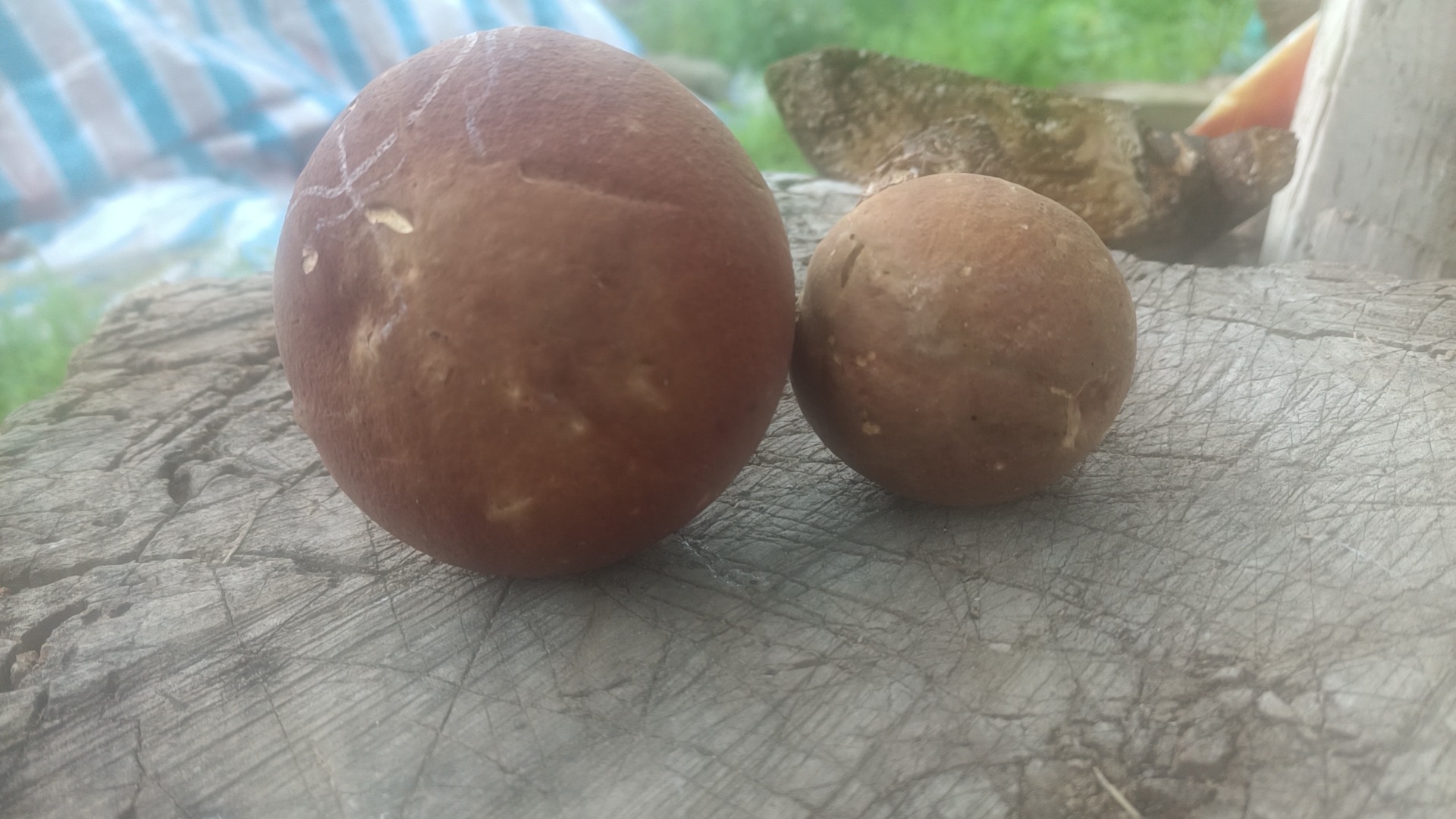 皱盖牛肝菌属物种