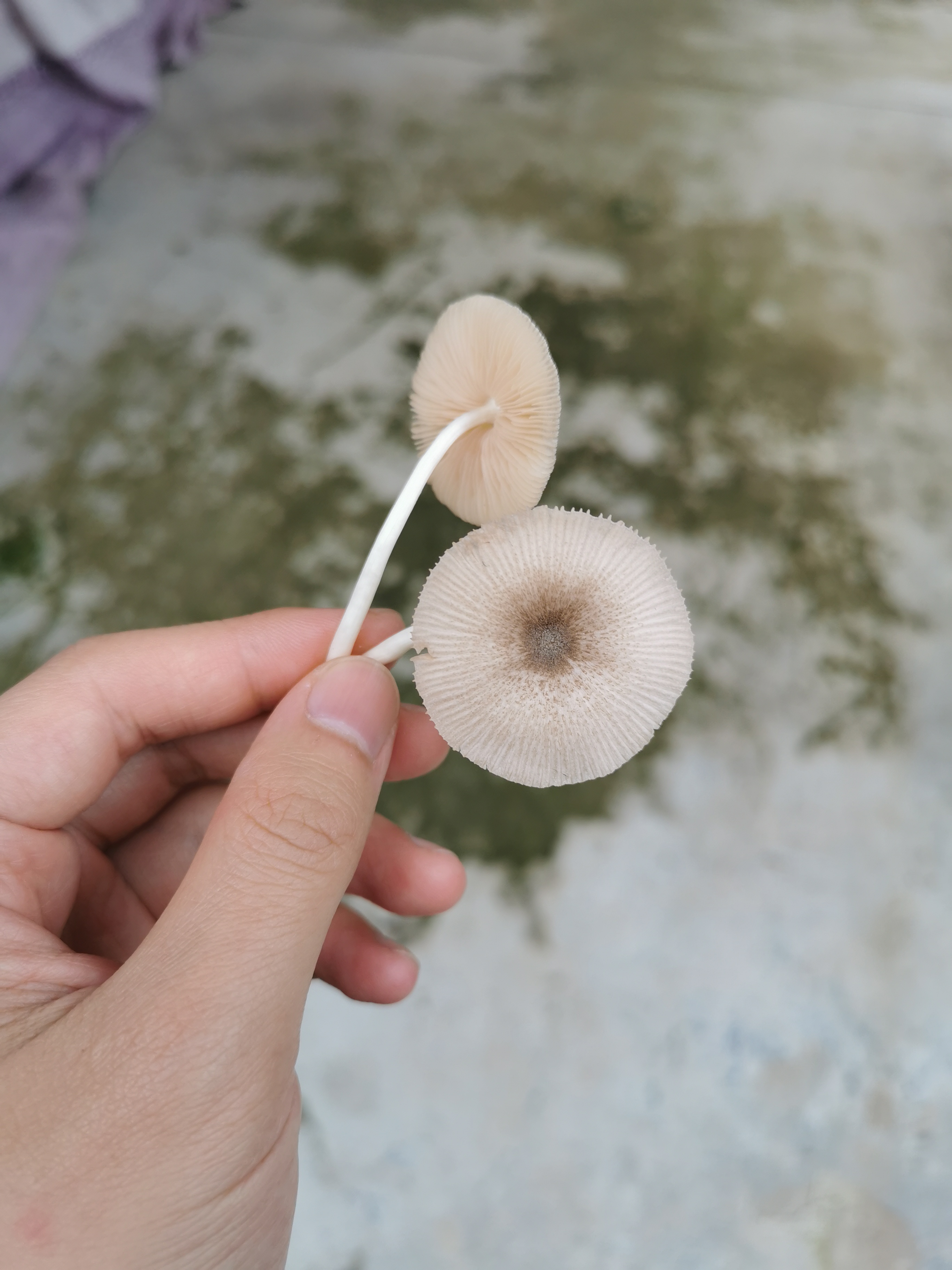 长条纹光柄菇