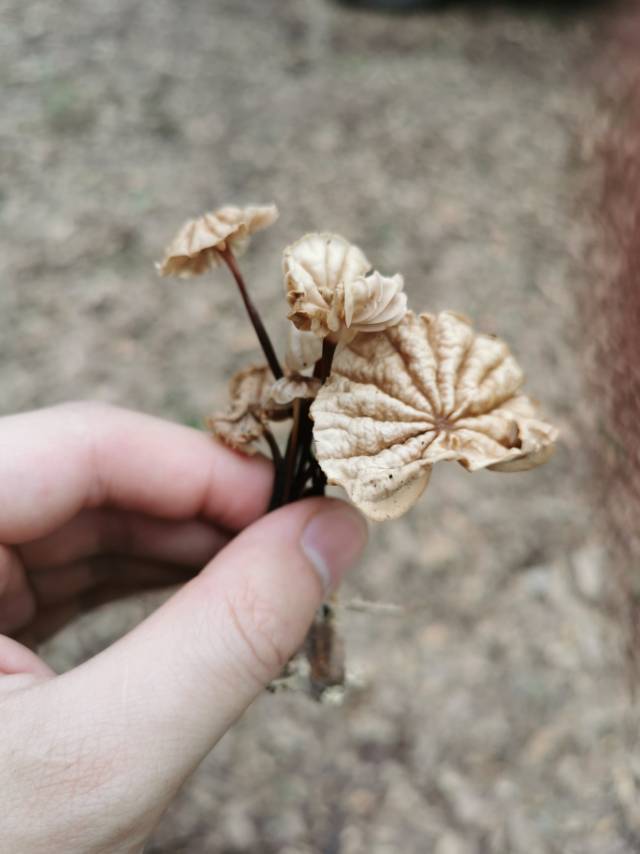 紫条沟小皮伞