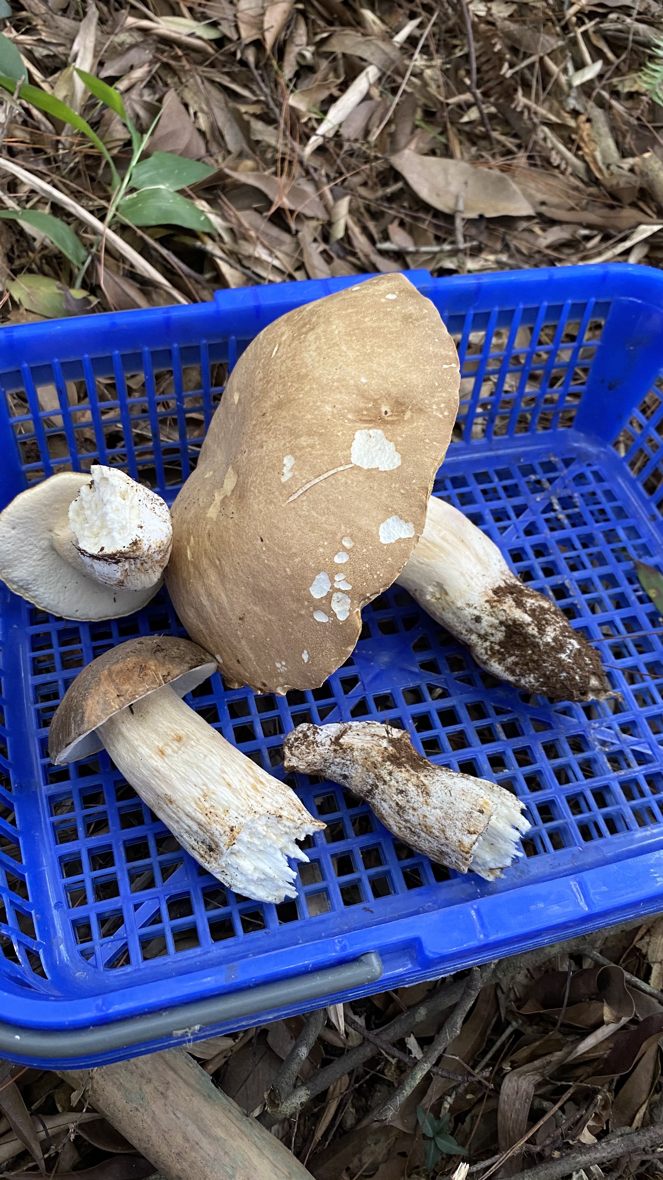 灰盖牛肝菌
