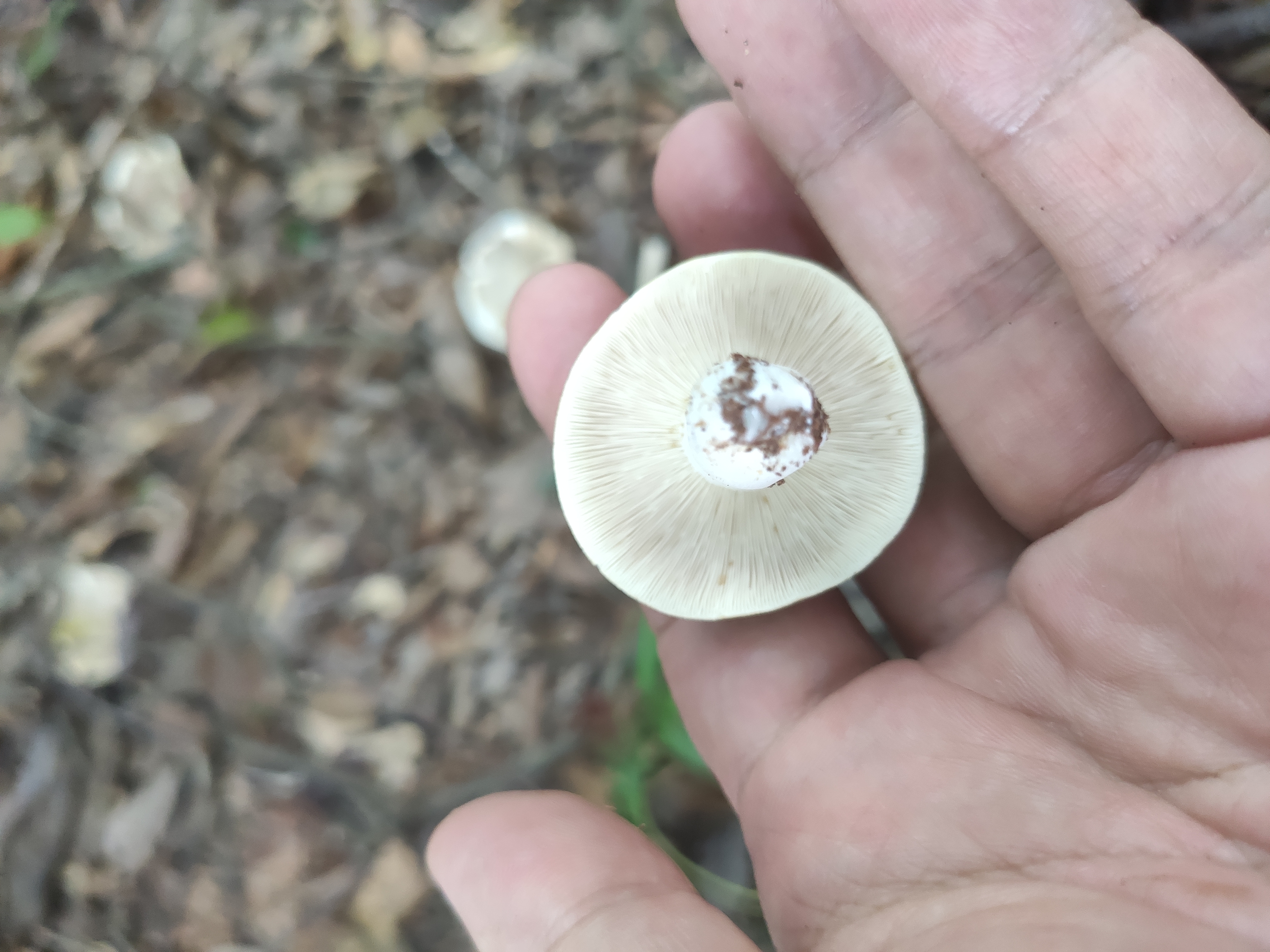 红菇属