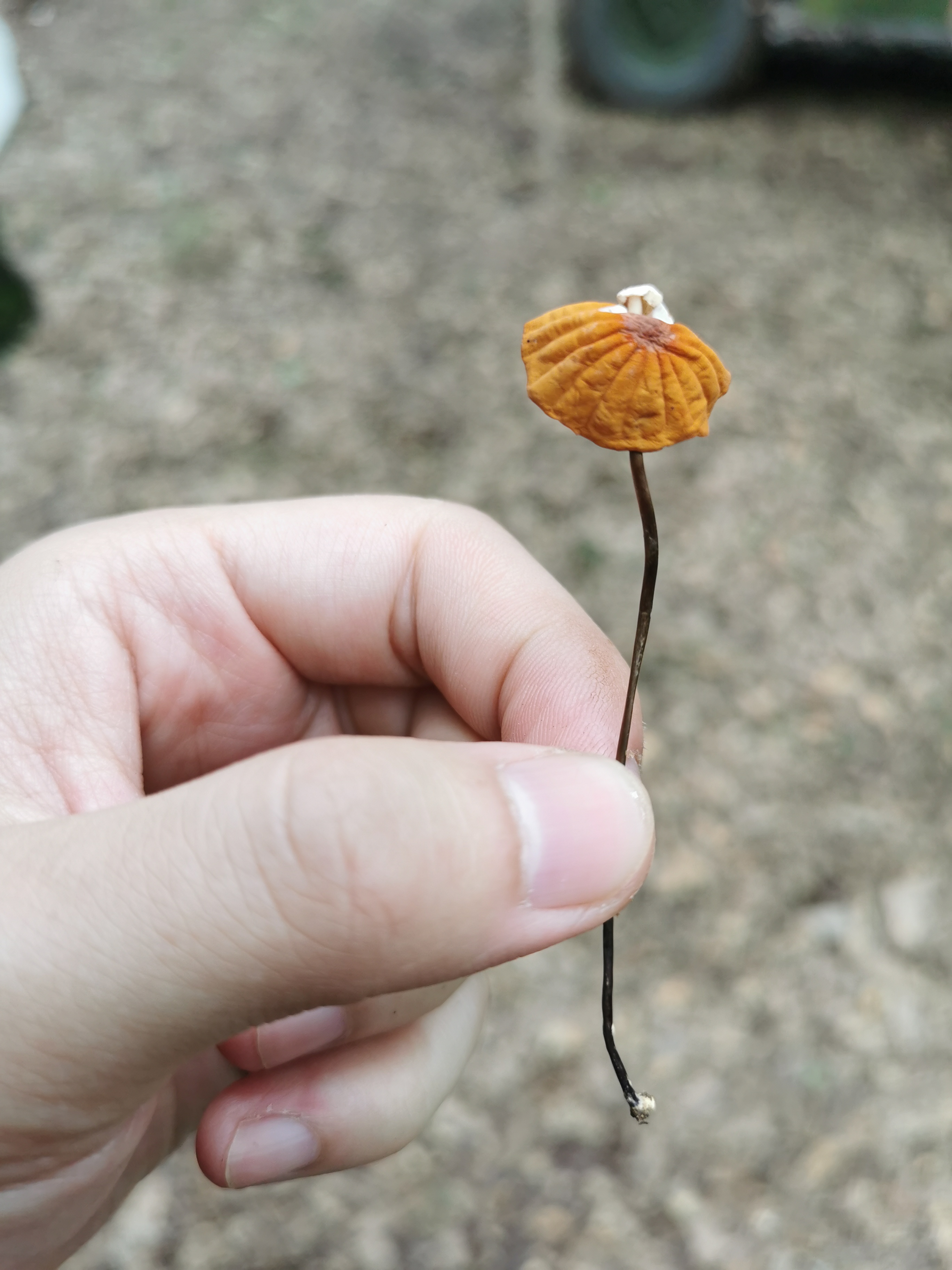 干小皮伞