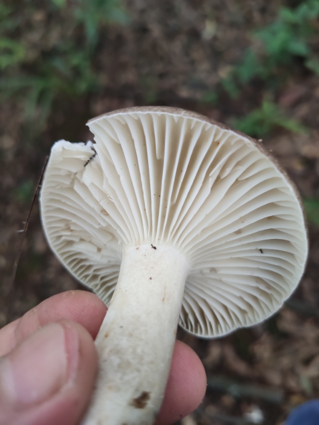 红菇属