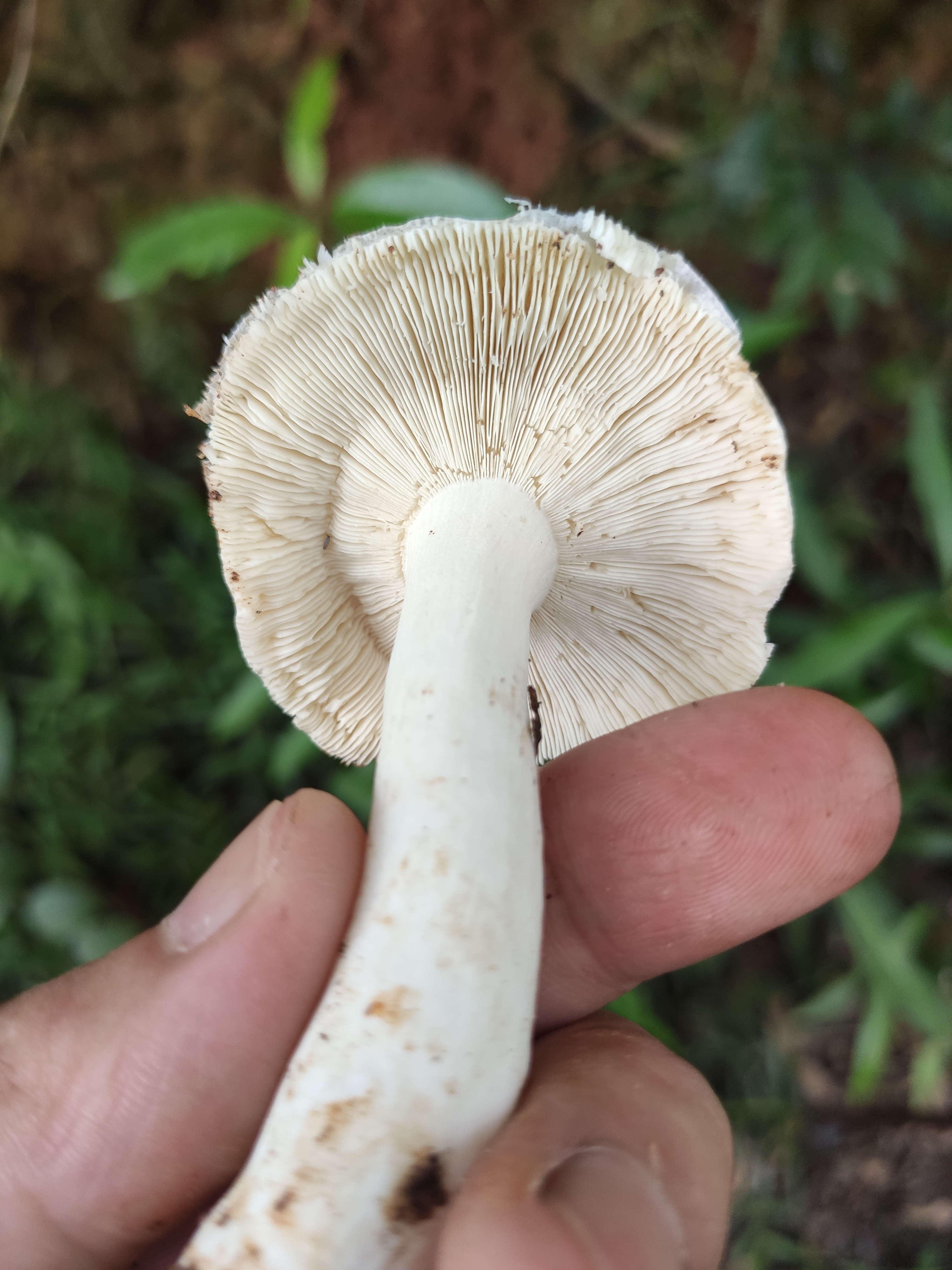 红菇属